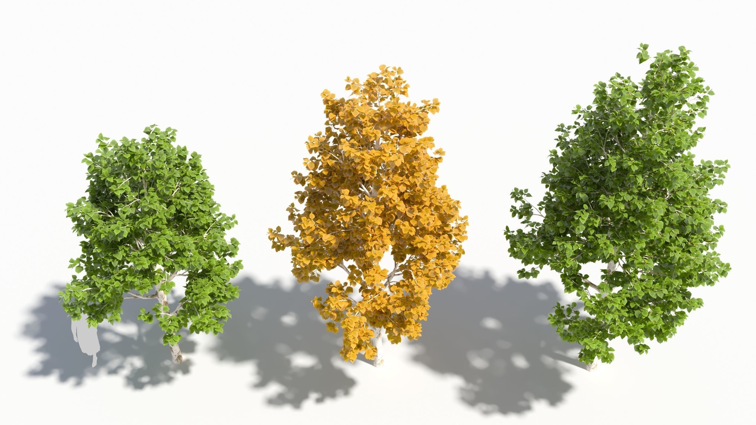 betula platyphylla 3D model_2