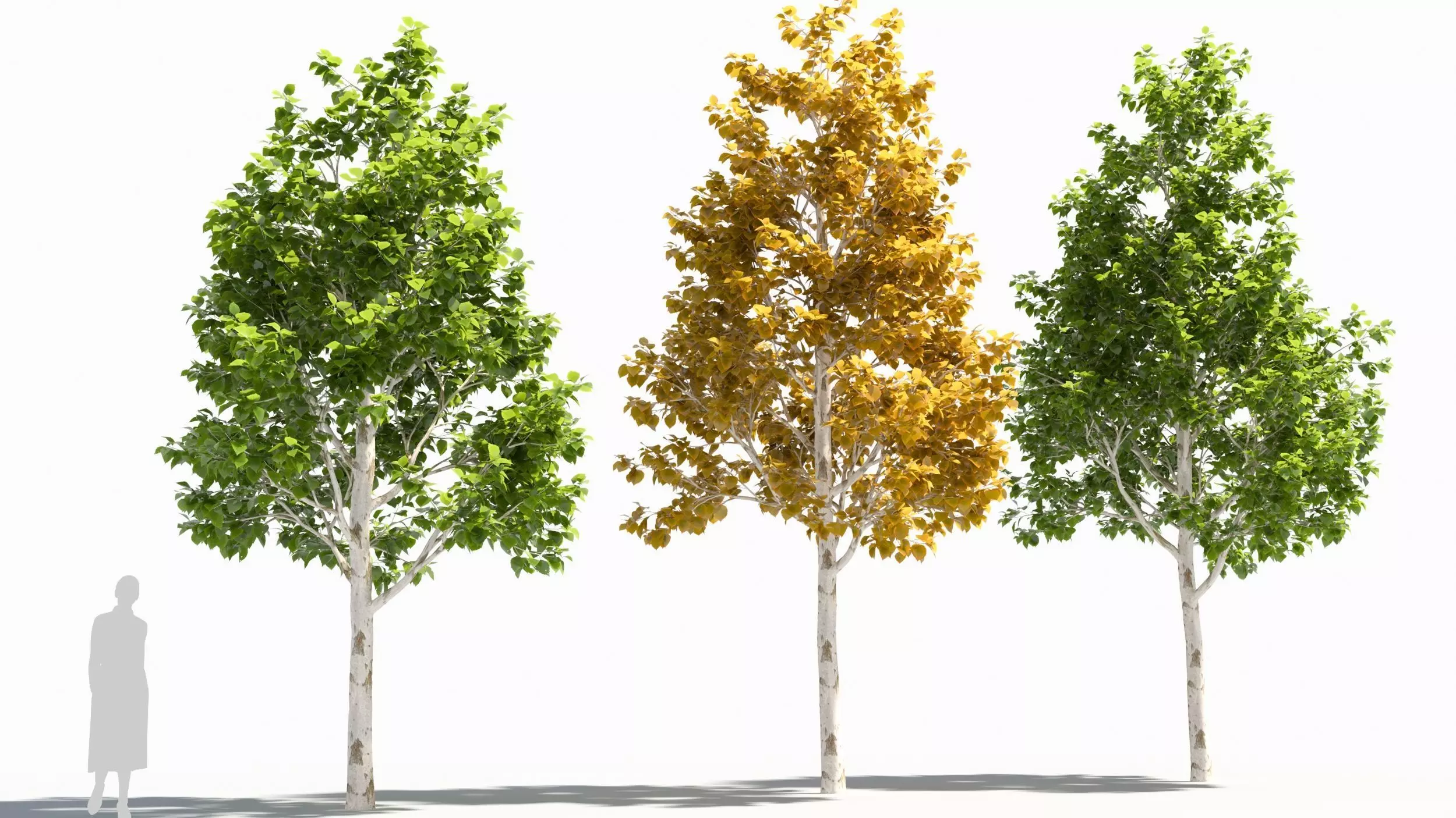 betula platyphylla 3D model_0