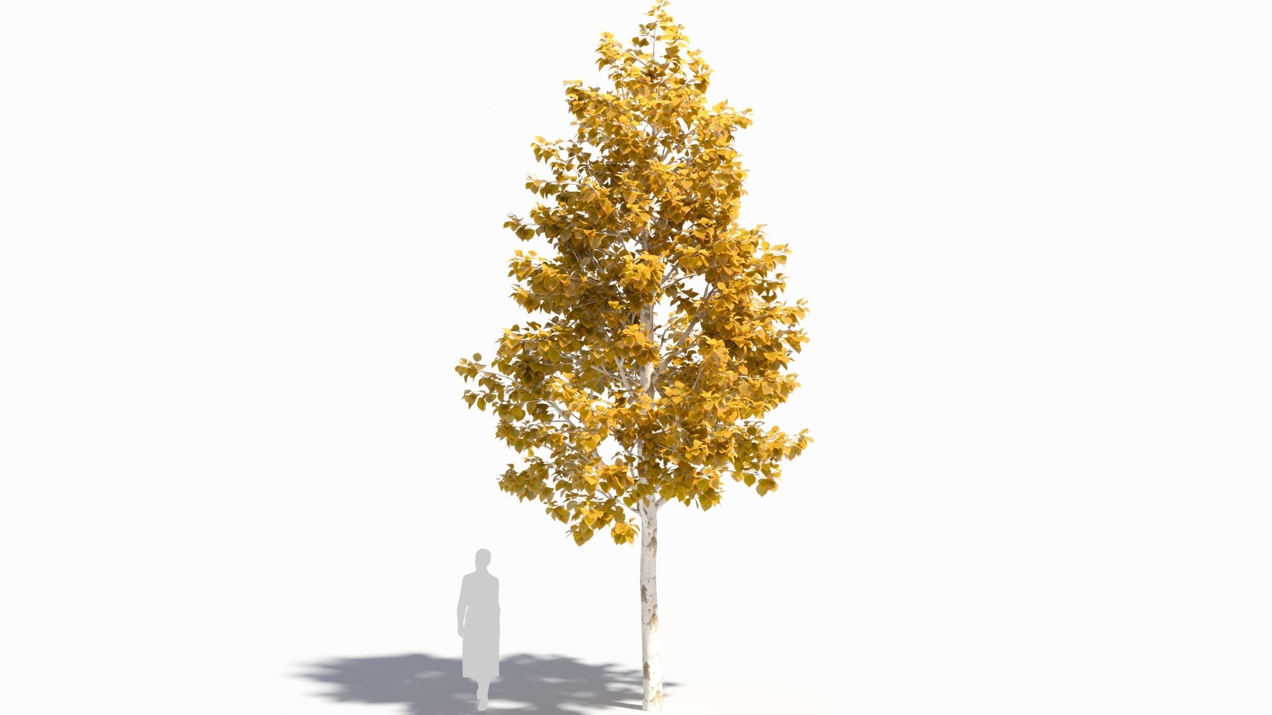 betula platyphylla 3D model_6