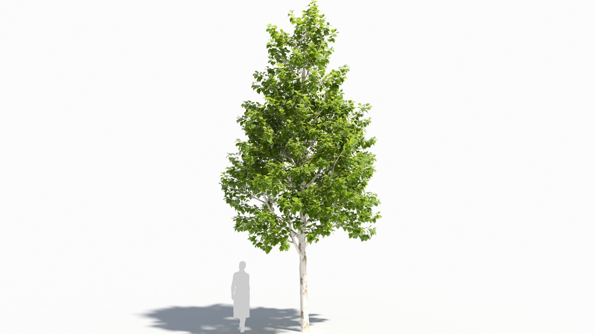 betula platyphylla 3D model_7