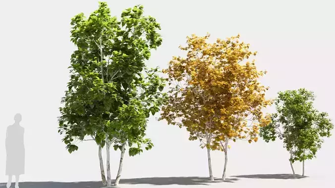 betula platyphylla tree