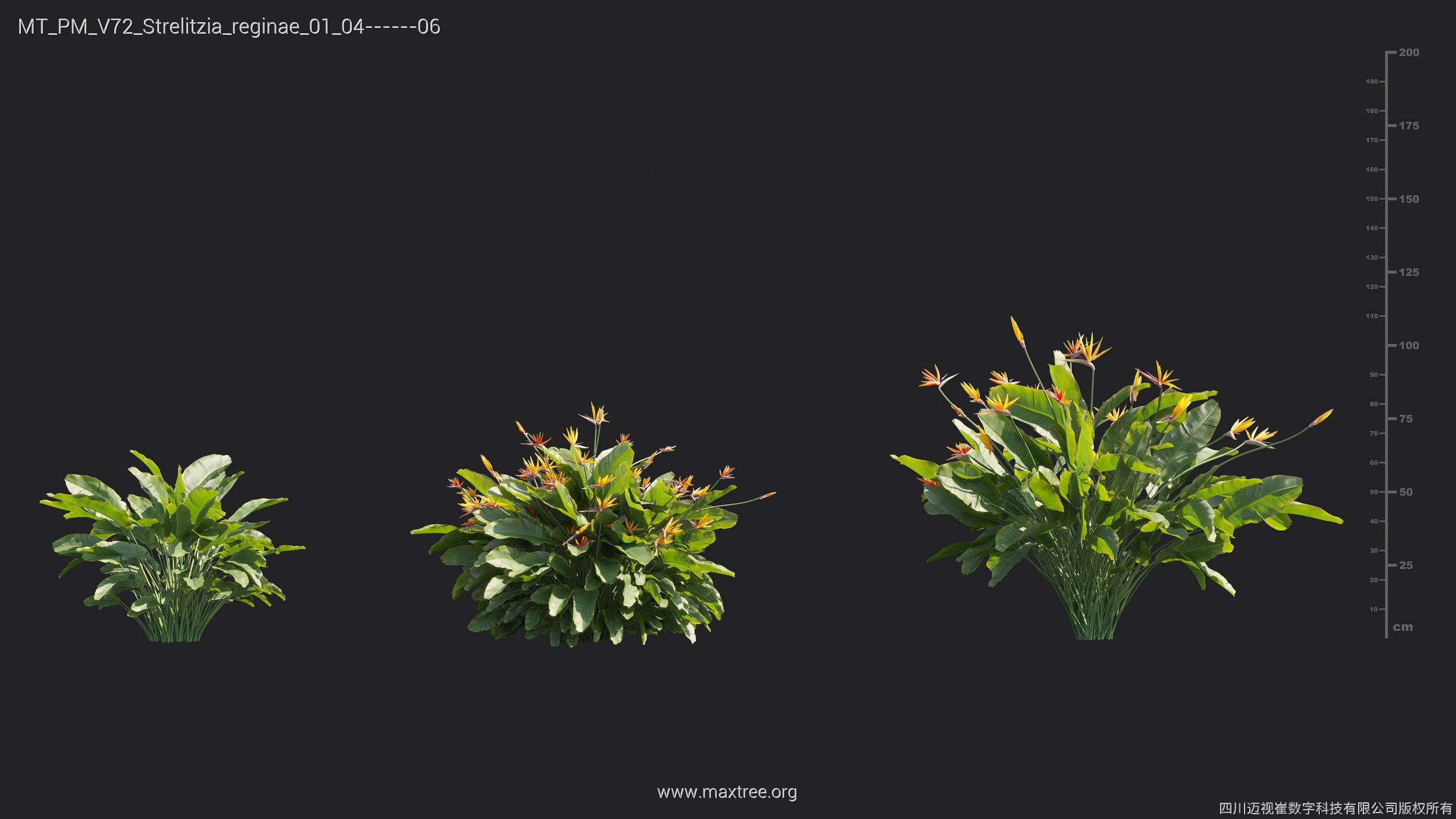 Maxtree Plant Models Vol 72 - Mesh 3D model_26