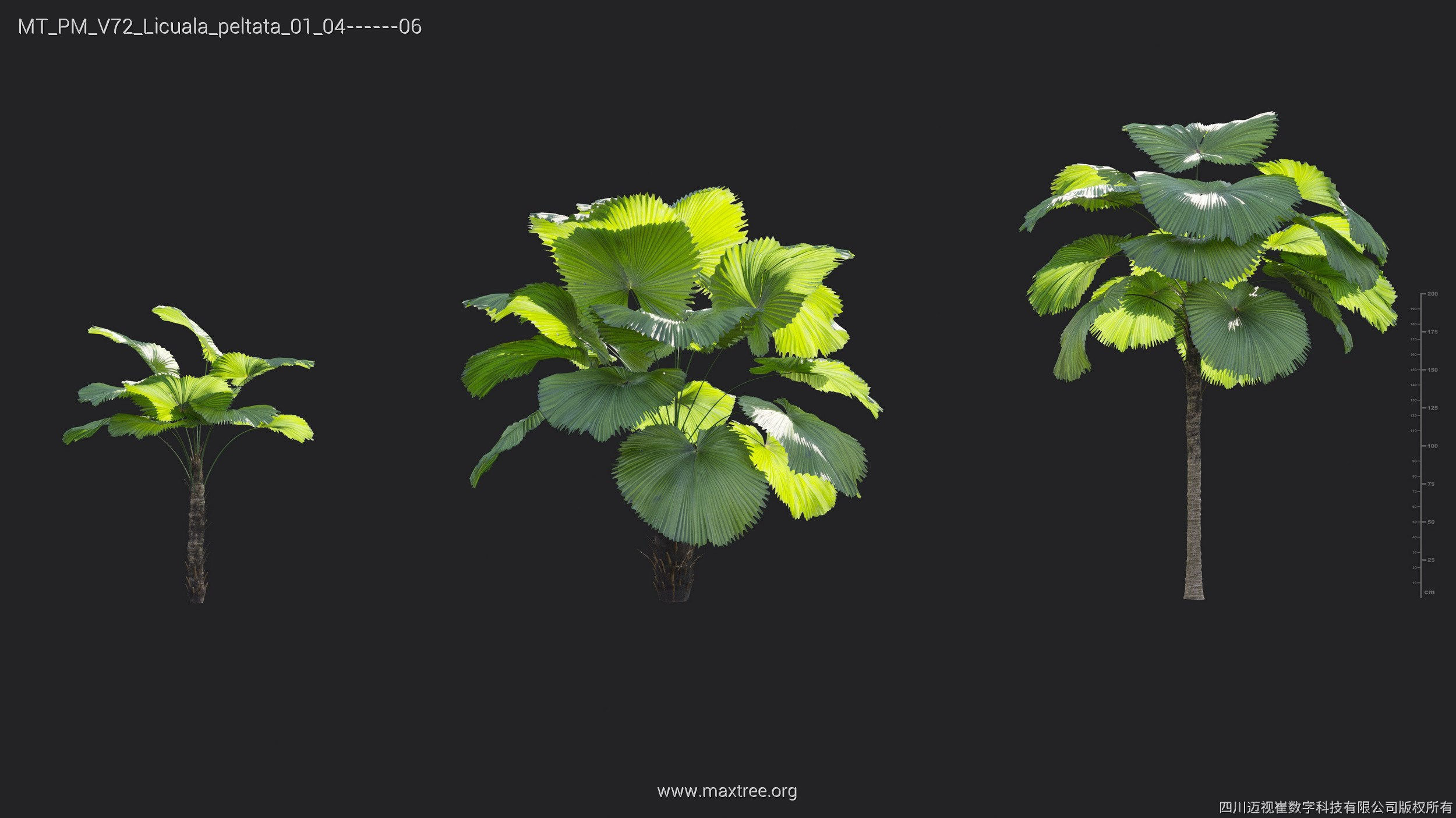 Maxtree Plant Models Vol 72 - Mesh 3D model_20