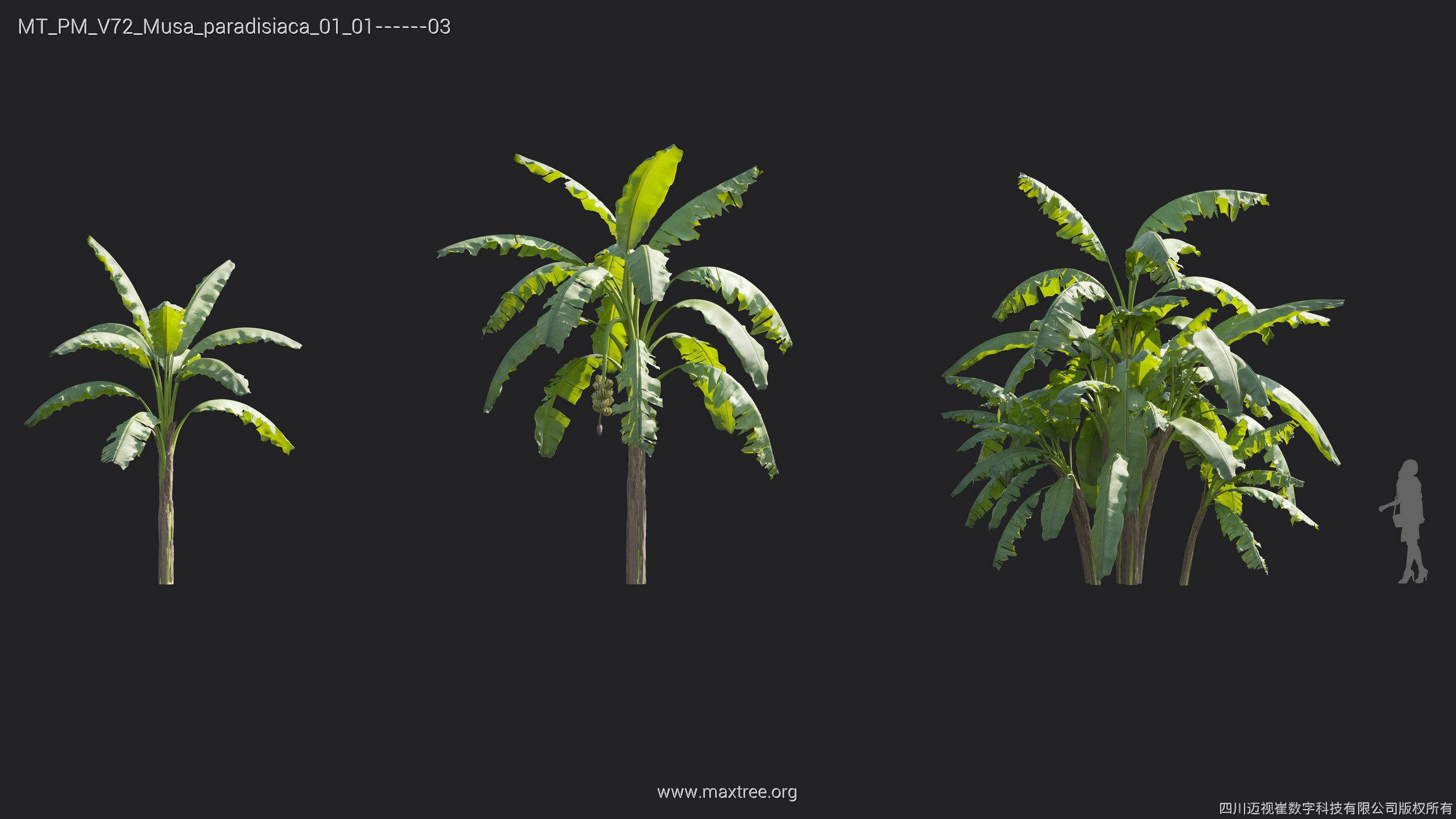 Maxtree Plant Models Vol 72 - Mesh 3D model_21