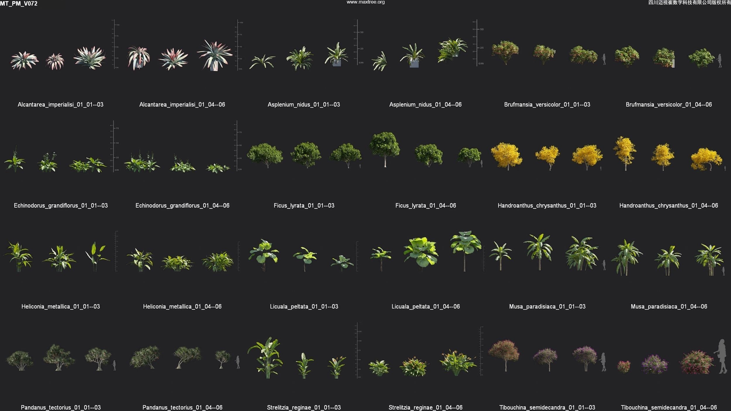 Maxtree Plant Models Vol 72 - Mesh 3D model_4