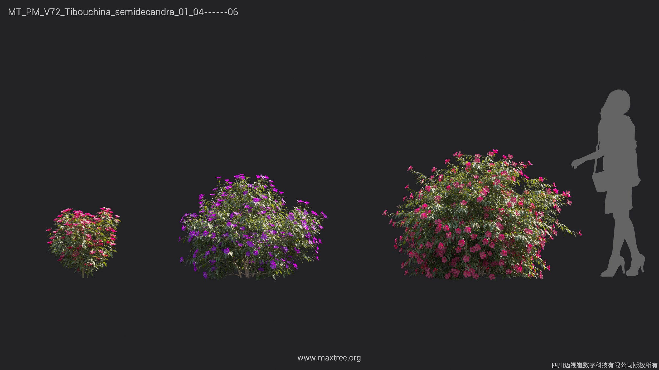 Maxtree Plant Models Vol 72 - Mesh 3D model_28