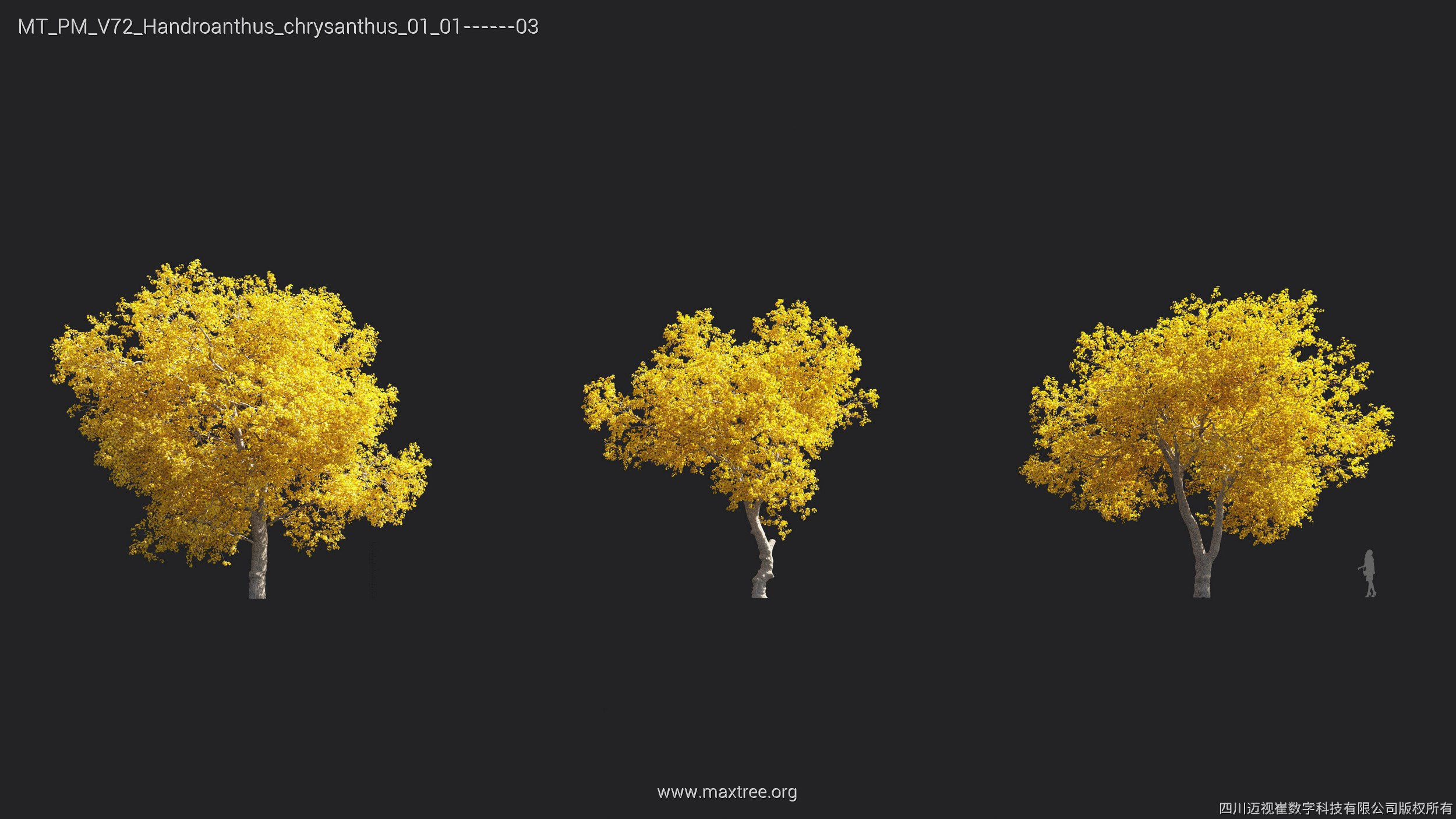 Maxtree Plant Models Vol 72 - Mesh 3D model_15