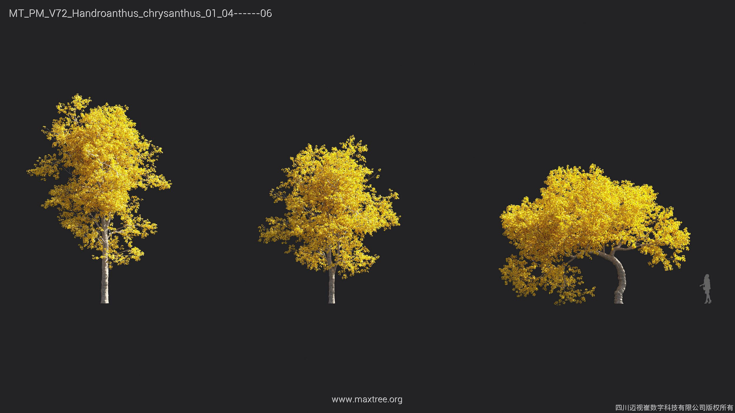 Maxtree Plant Models Vol 72 - Mesh 3D model_16