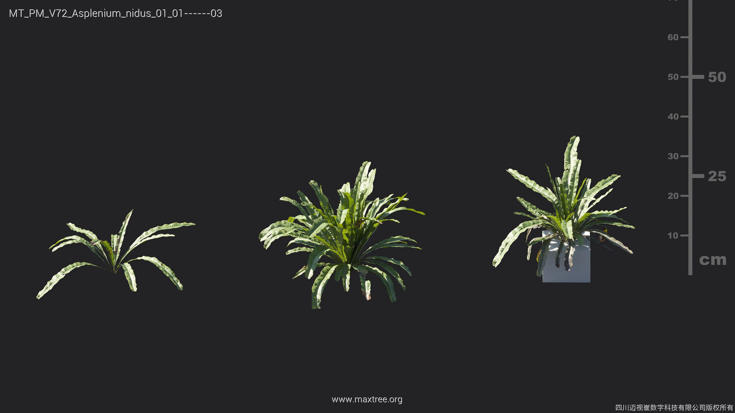 Maxtree Plant Models Vol 72 - Mesh 3D model_7