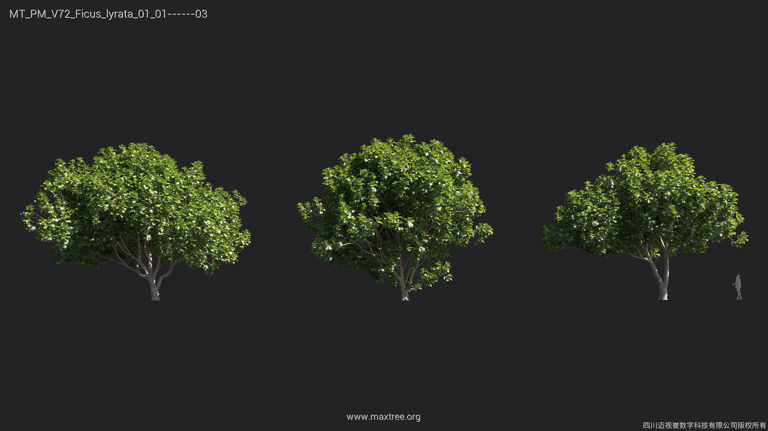 Maxtree Plant Models Vol 72 - Mesh 3D model_13