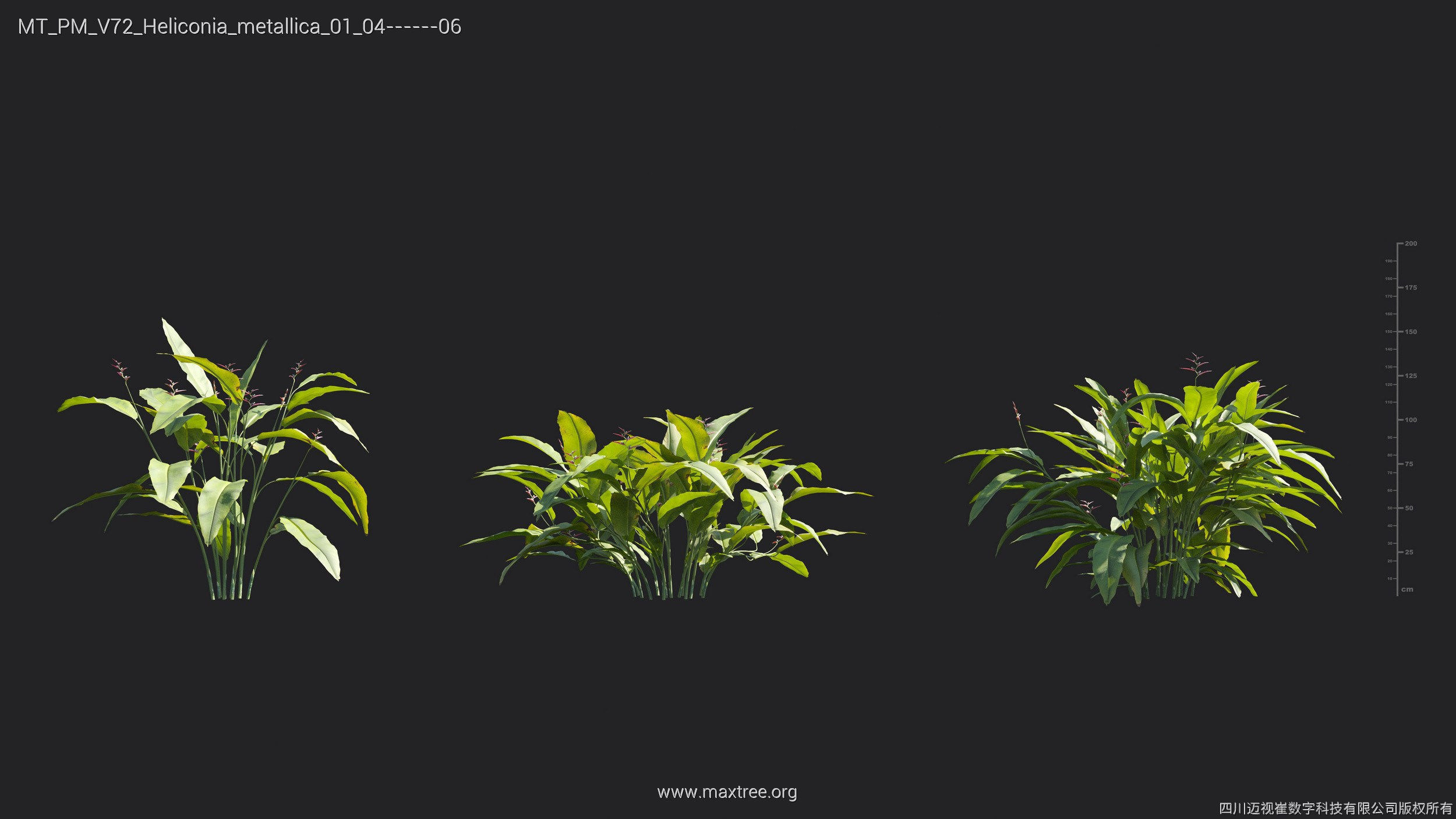 Maxtree Plant Models Vol 72 - Mesh 3D model_18