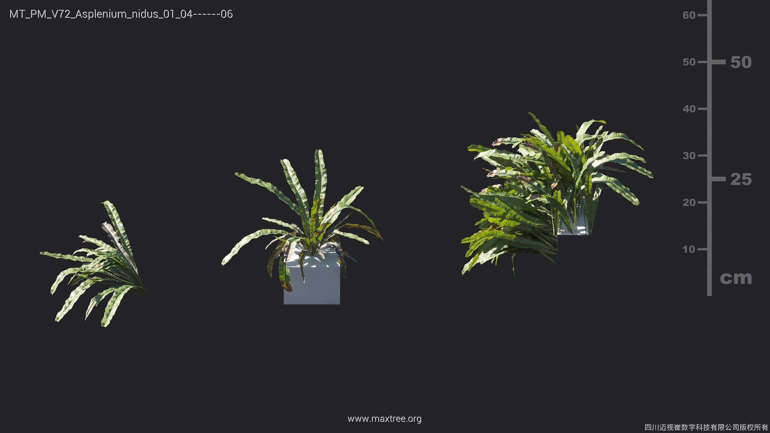 Maxtree Plant Models Vol 72 - Mesh 3D model_8