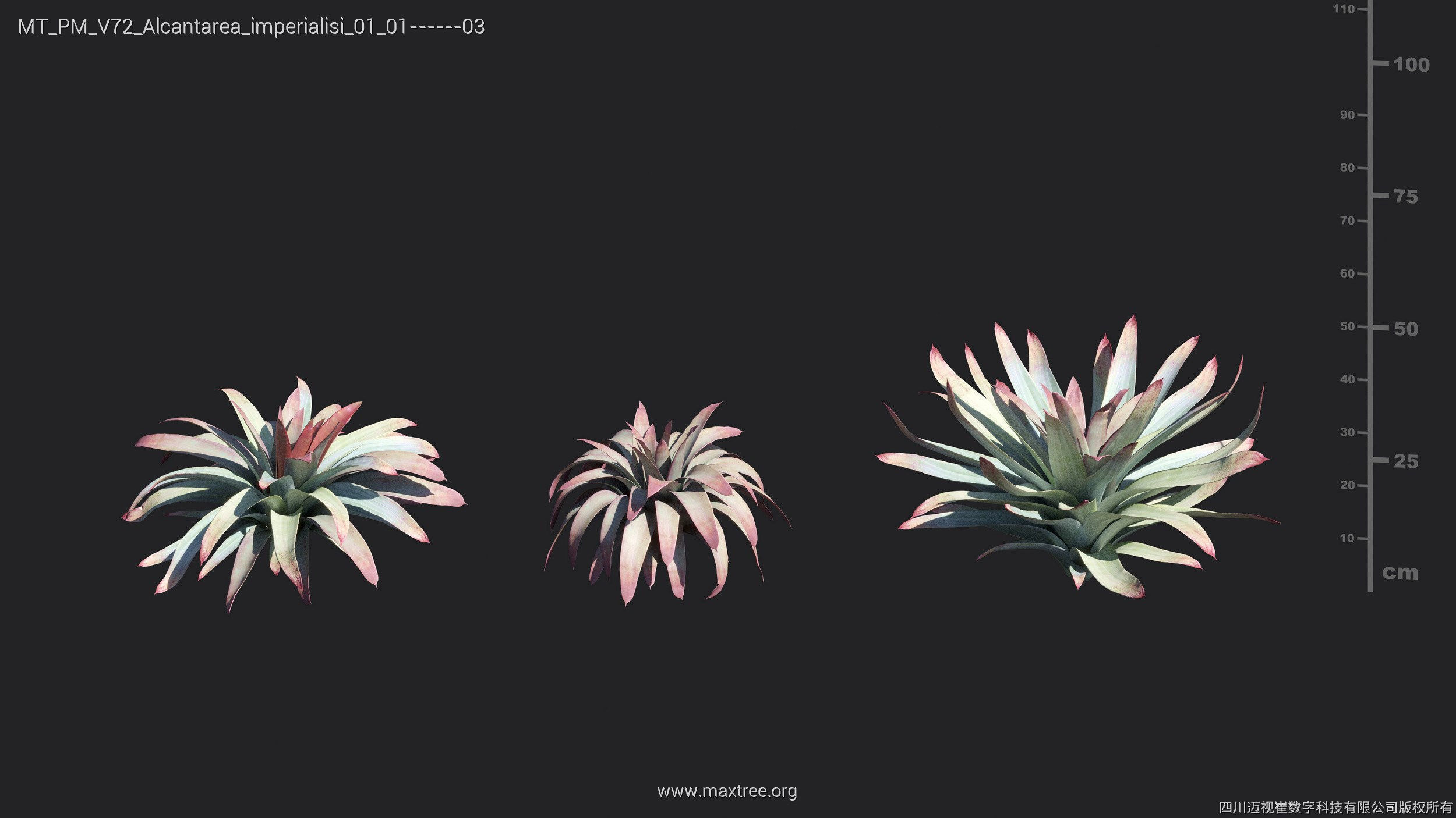 Maxtree Plant Models Vol 72 - Mesh 3D model_5