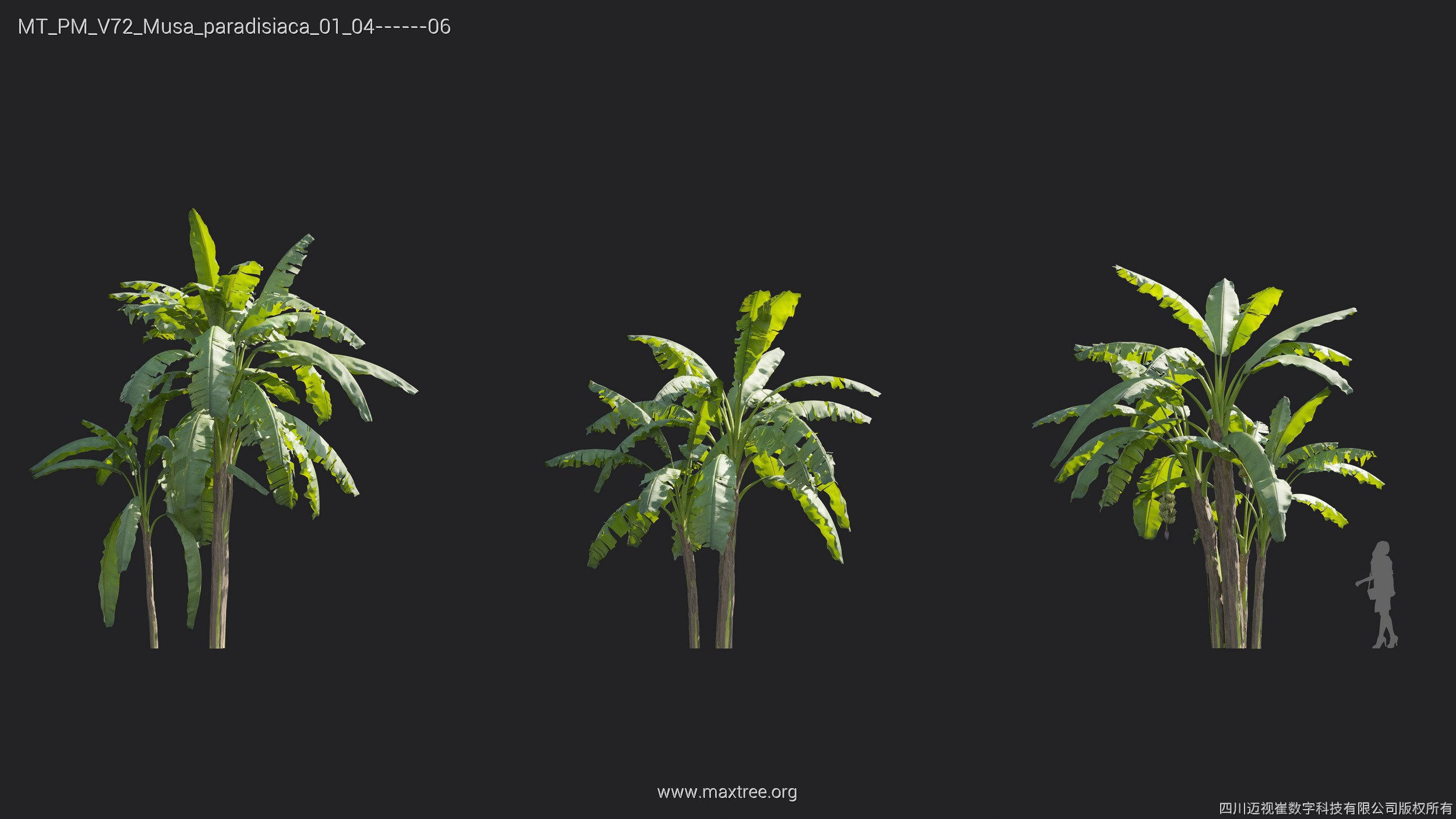 Maxtree Plant Models Vol 72 - Mesh 3D model_22