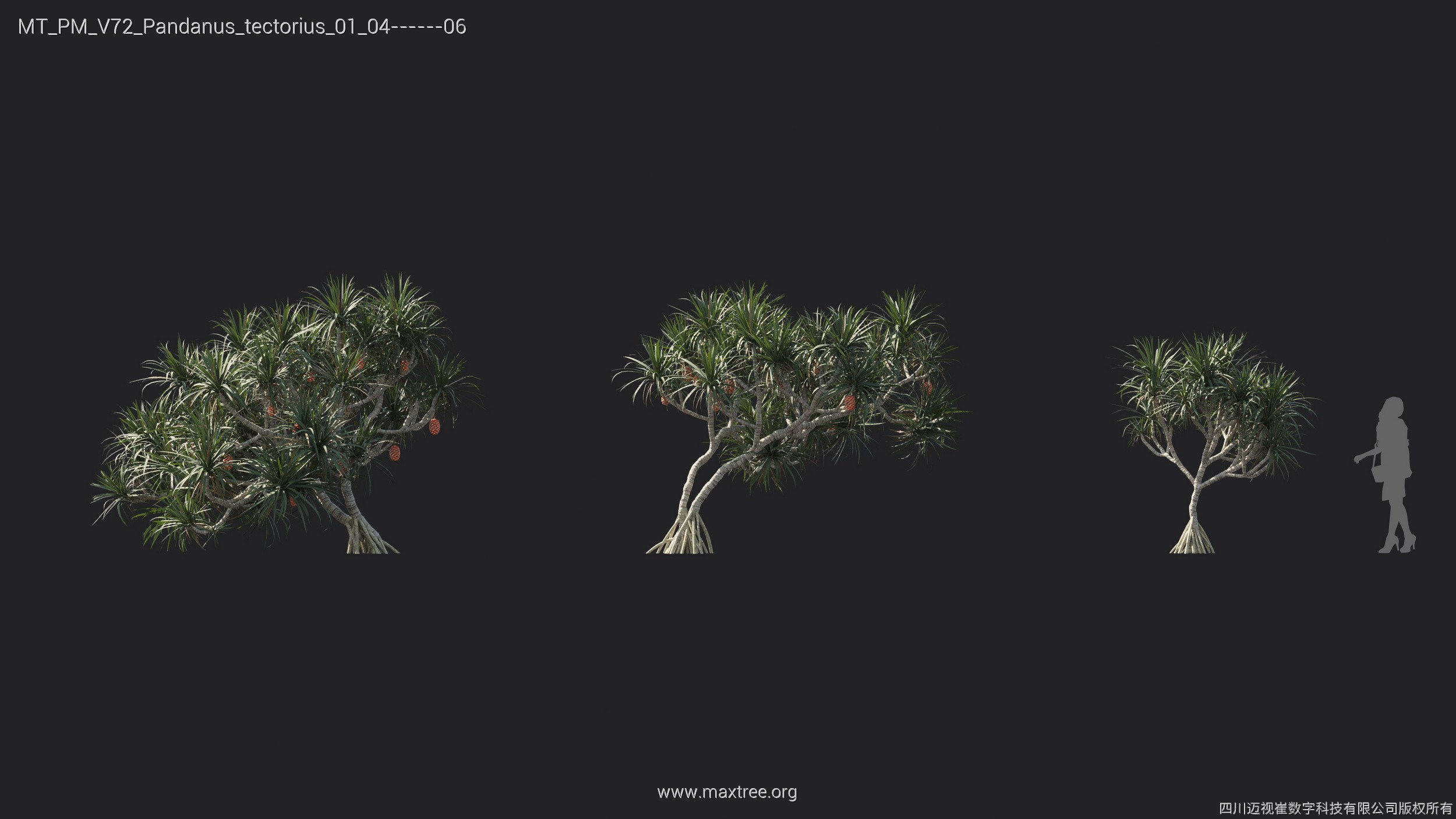 Maxtree Plant Models Vol 72 - Mesh 3D model_24