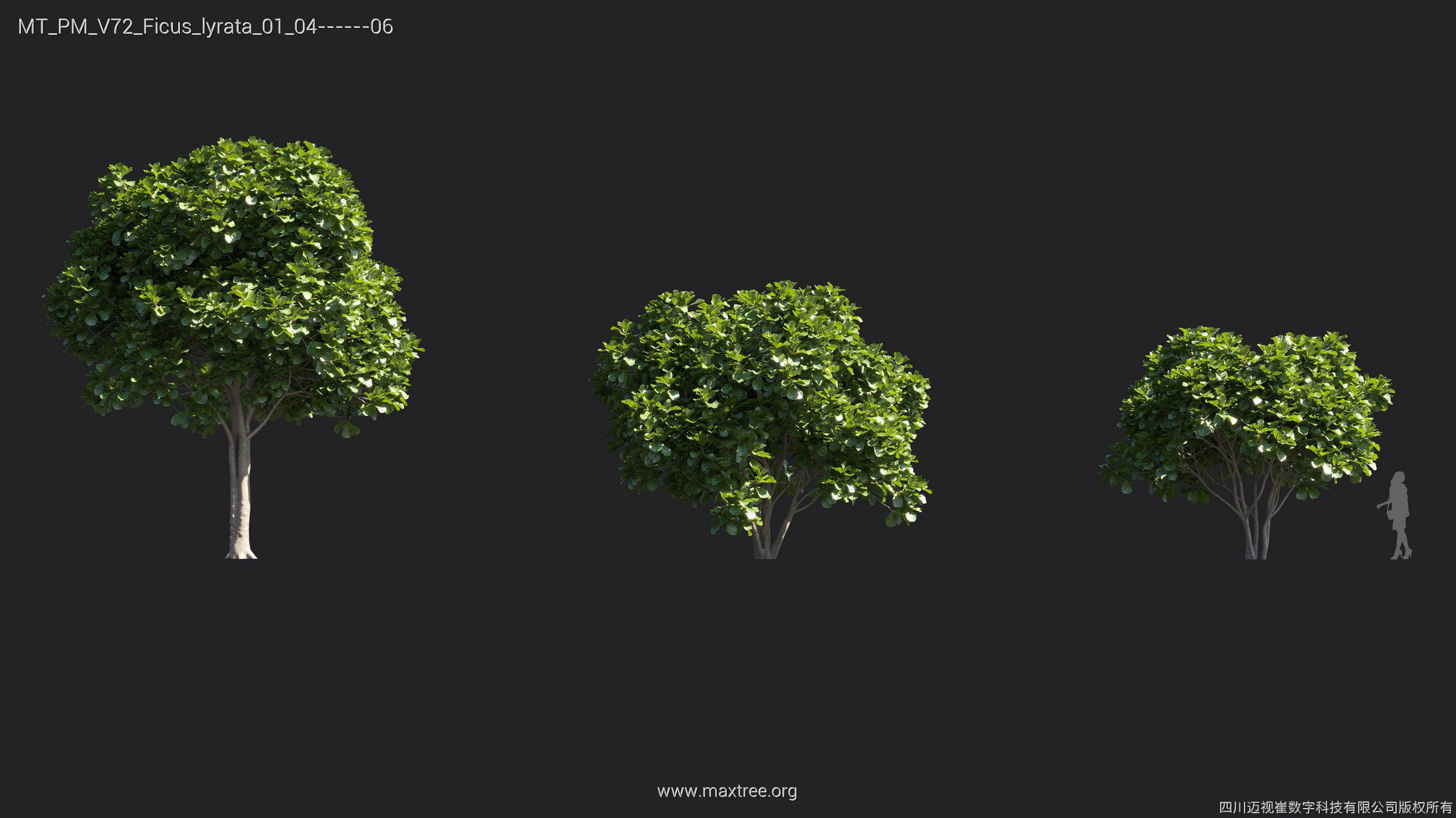 Maxtree Plant Models Vol 72 - Mesh 3D model_14