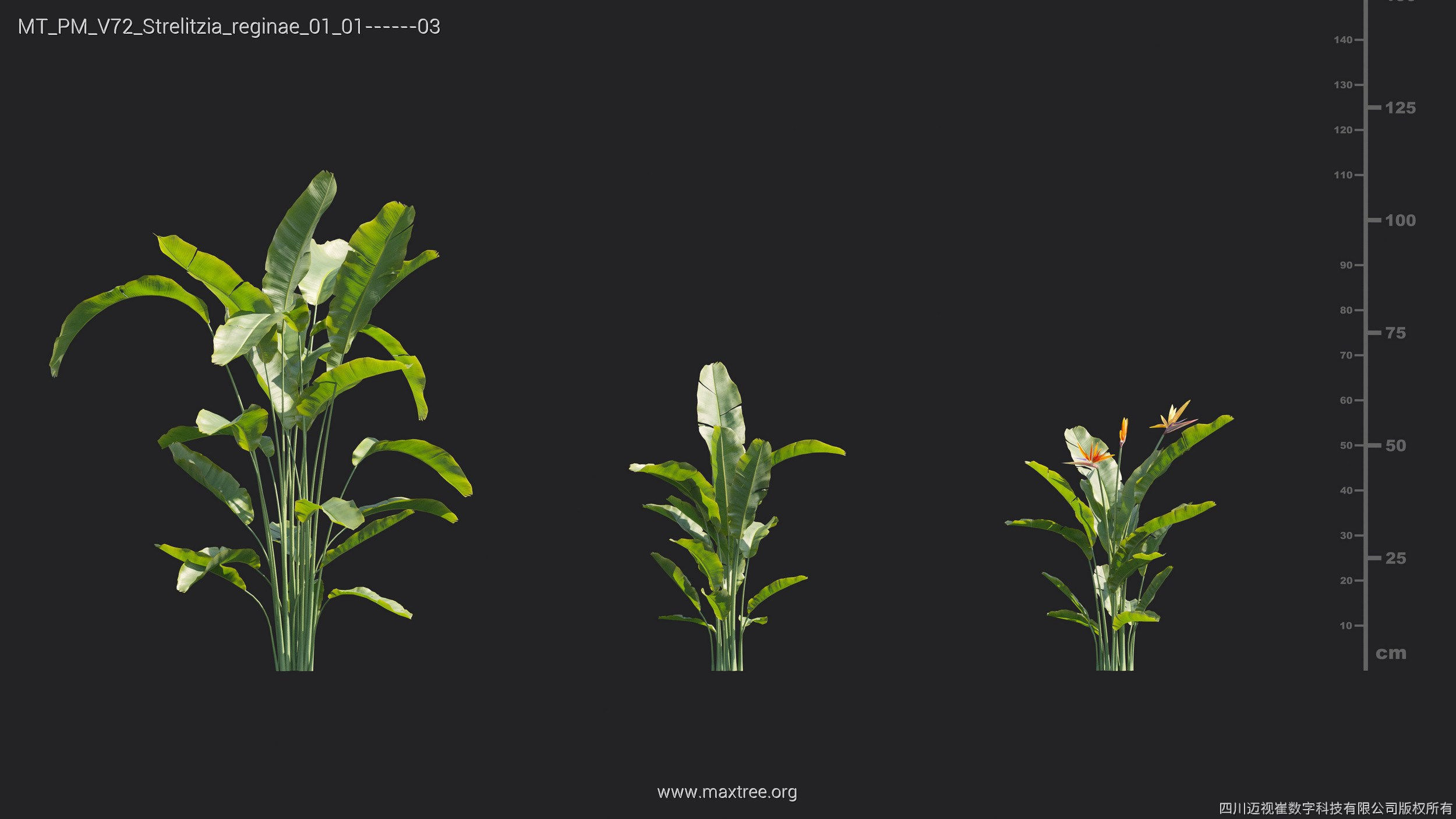 Maxtree Plant Models Vol 72 - Mesh 3D model_25