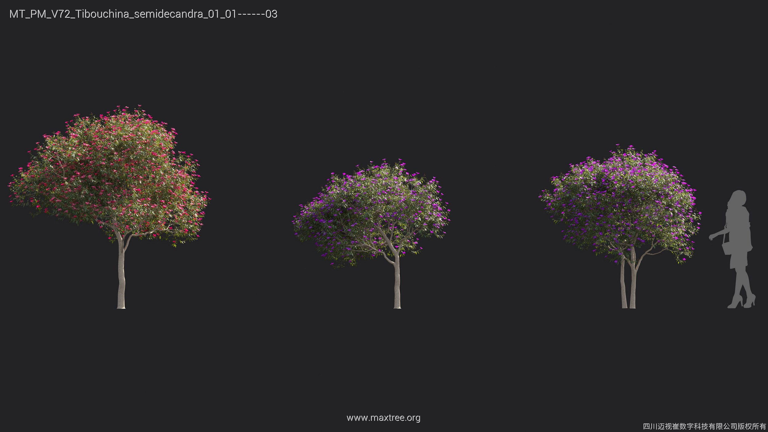 Maxtree Plant Models Vol 72 - Mesh 3D model_27