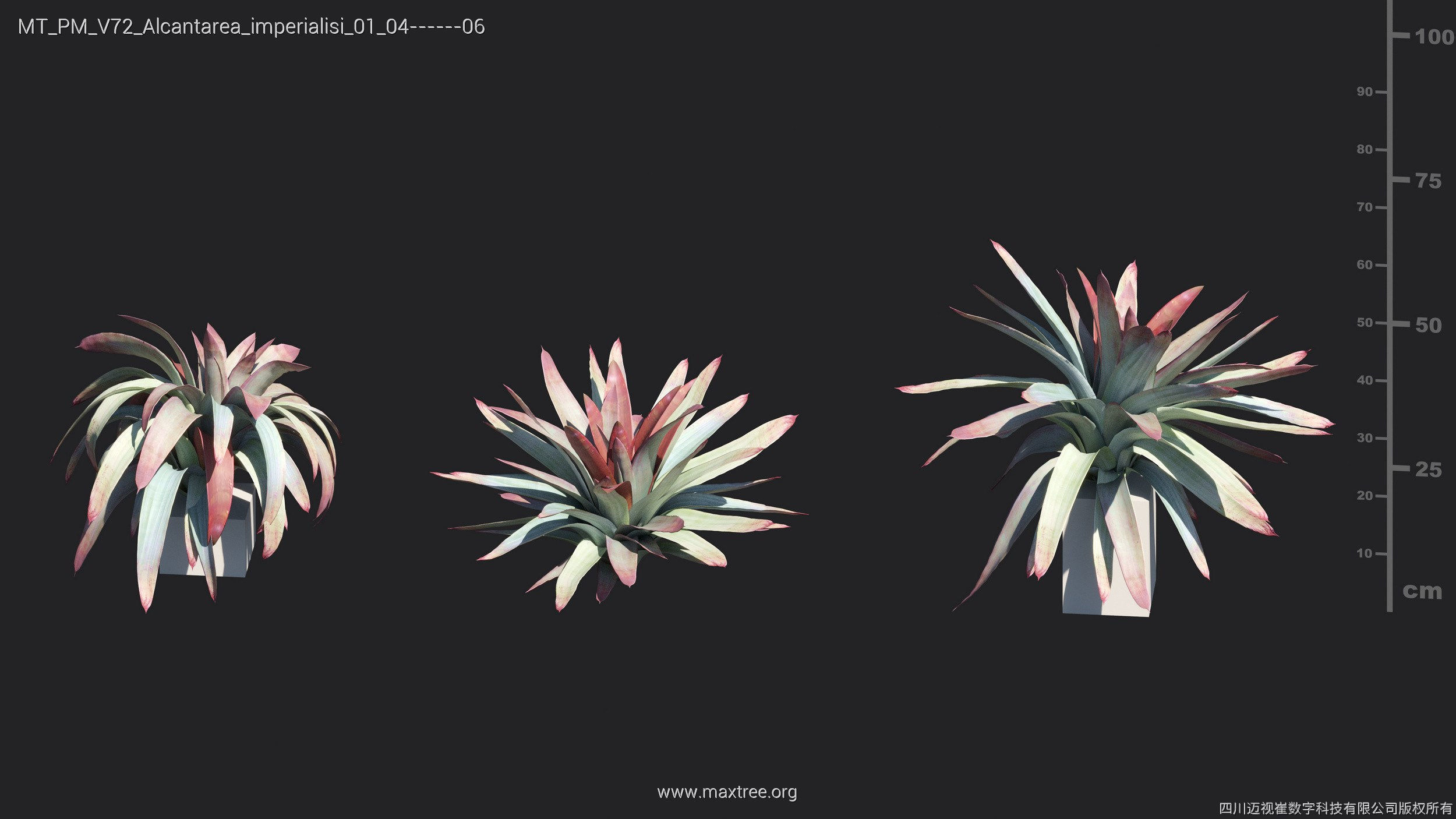 Maxtree Plant Models Vol 72 - Mesh 3D model_6