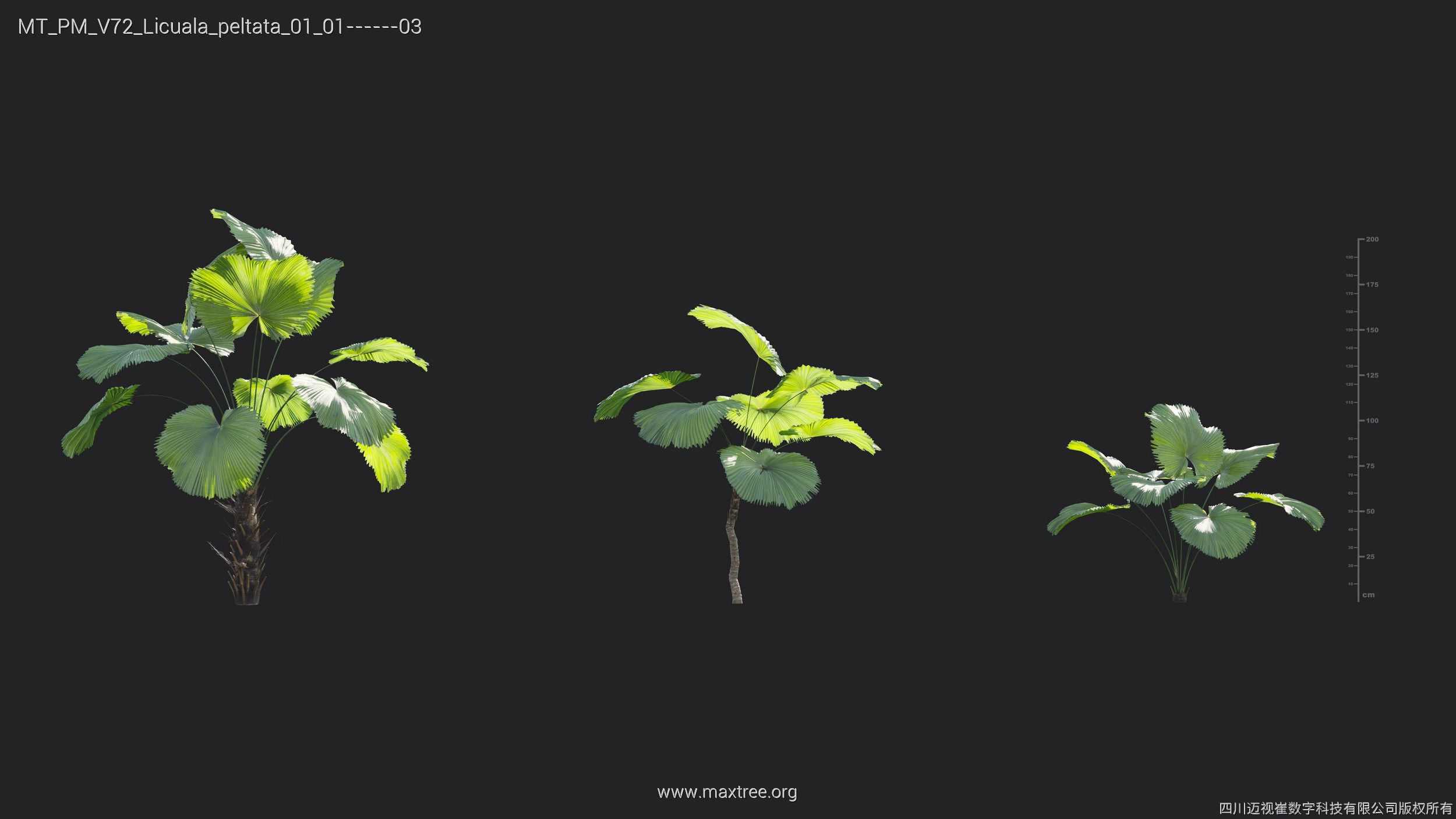 Maxtree Plant Models Vol 72 - Mesh 3D model_19