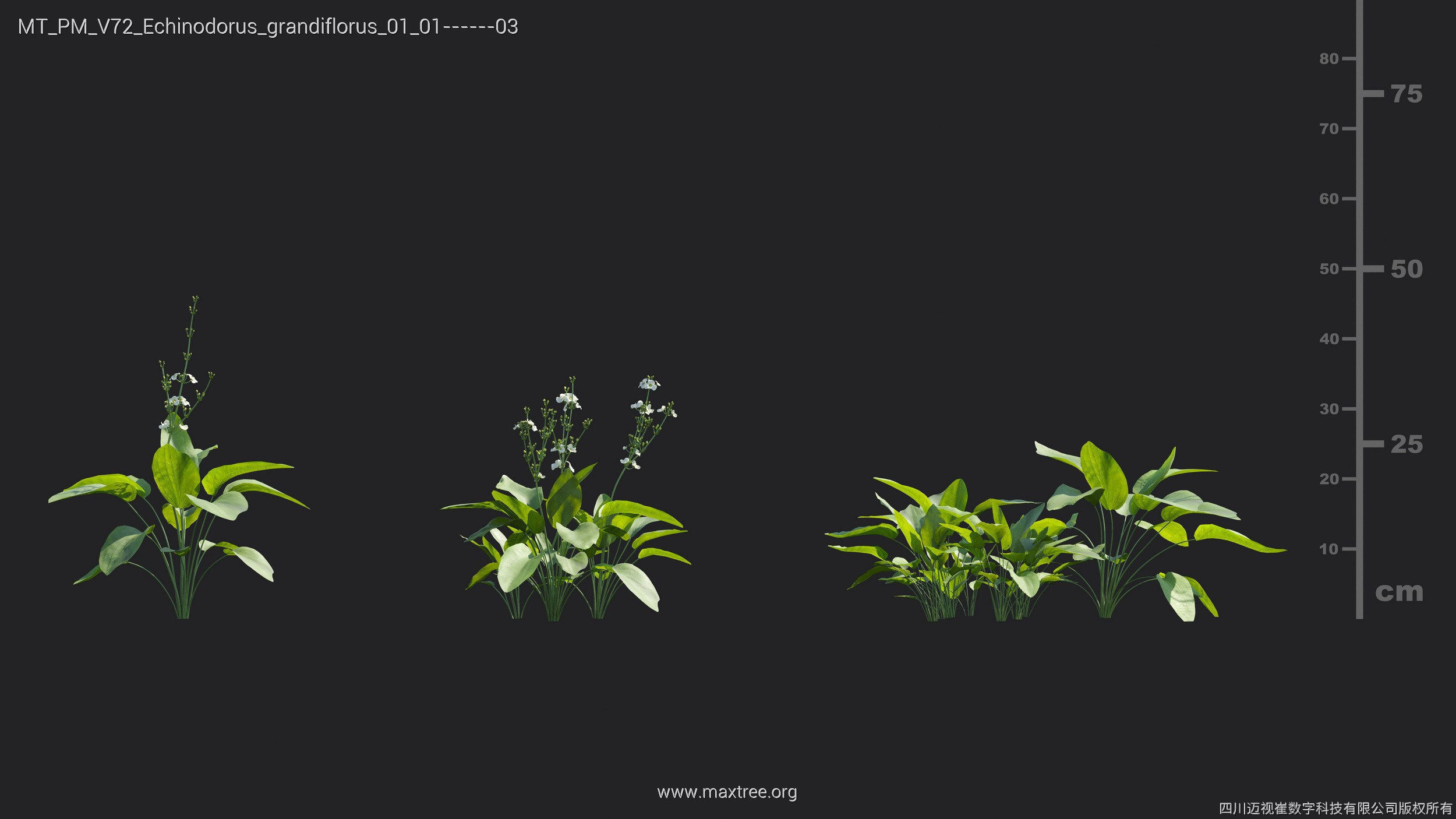 Maxtree Plant Models Vol 72 - Mesh 3D model_11