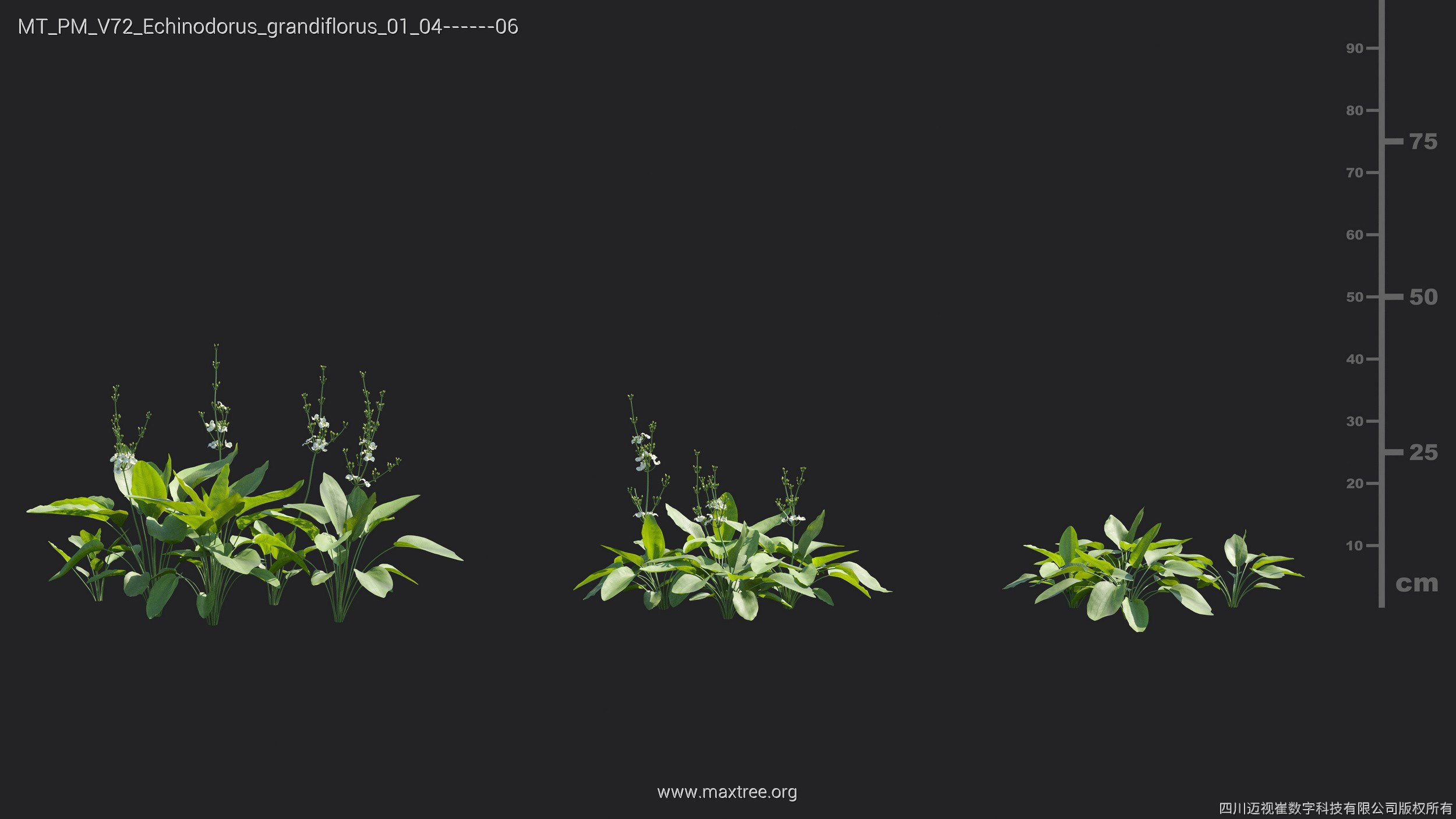 Maxtree Plant Models Vol 72 - Mesh 3D model_12