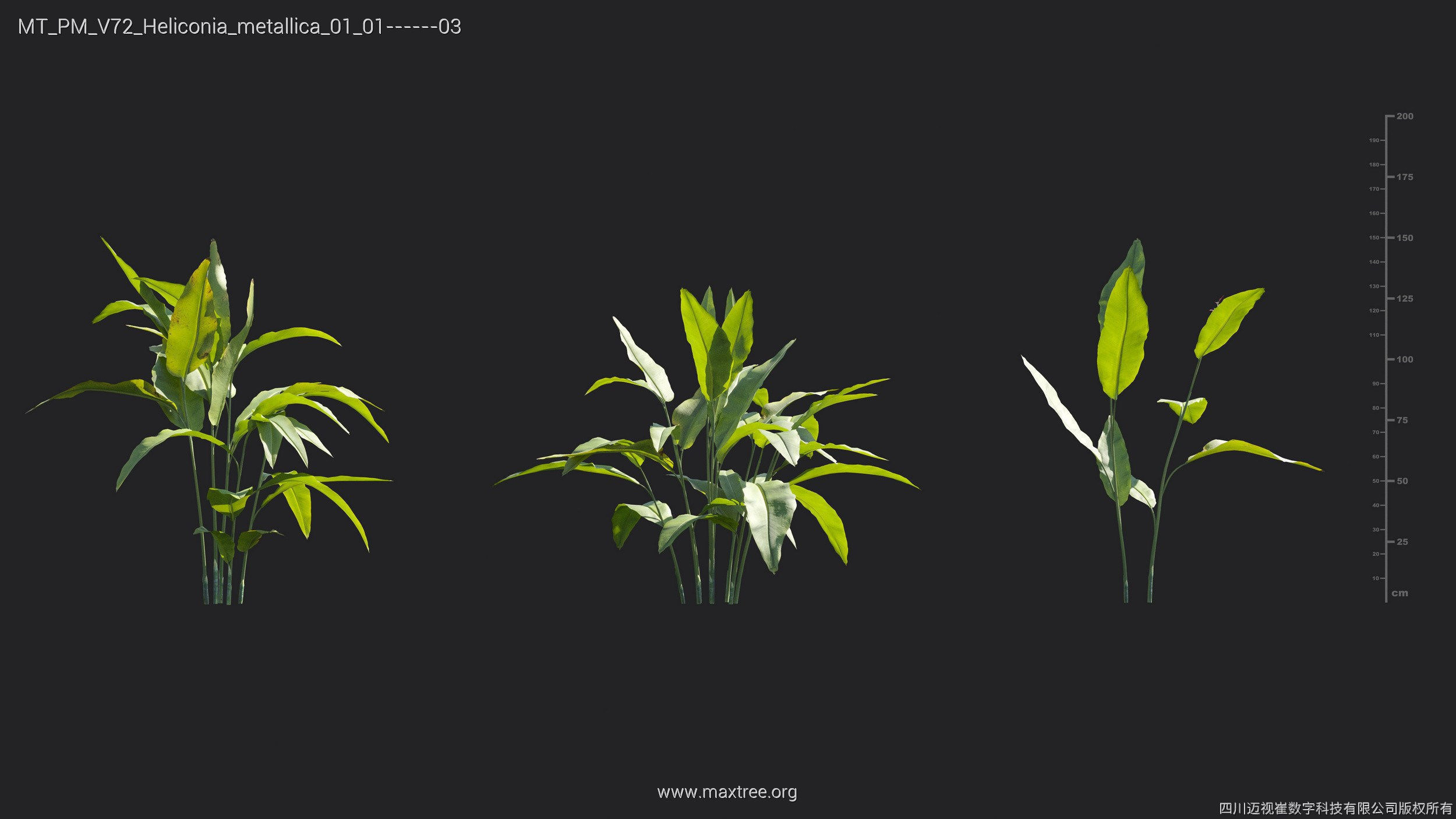 Maxtree Plant Models Vol 72 - Mesh 3D model_17