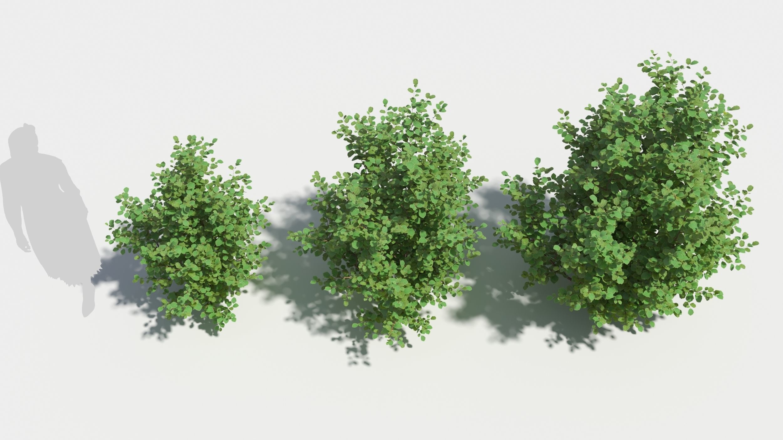 Betula pumila tree 3D model_2