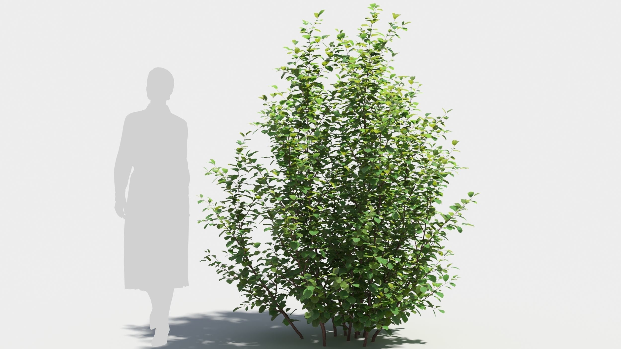 Betula pumila tree 3D model_7