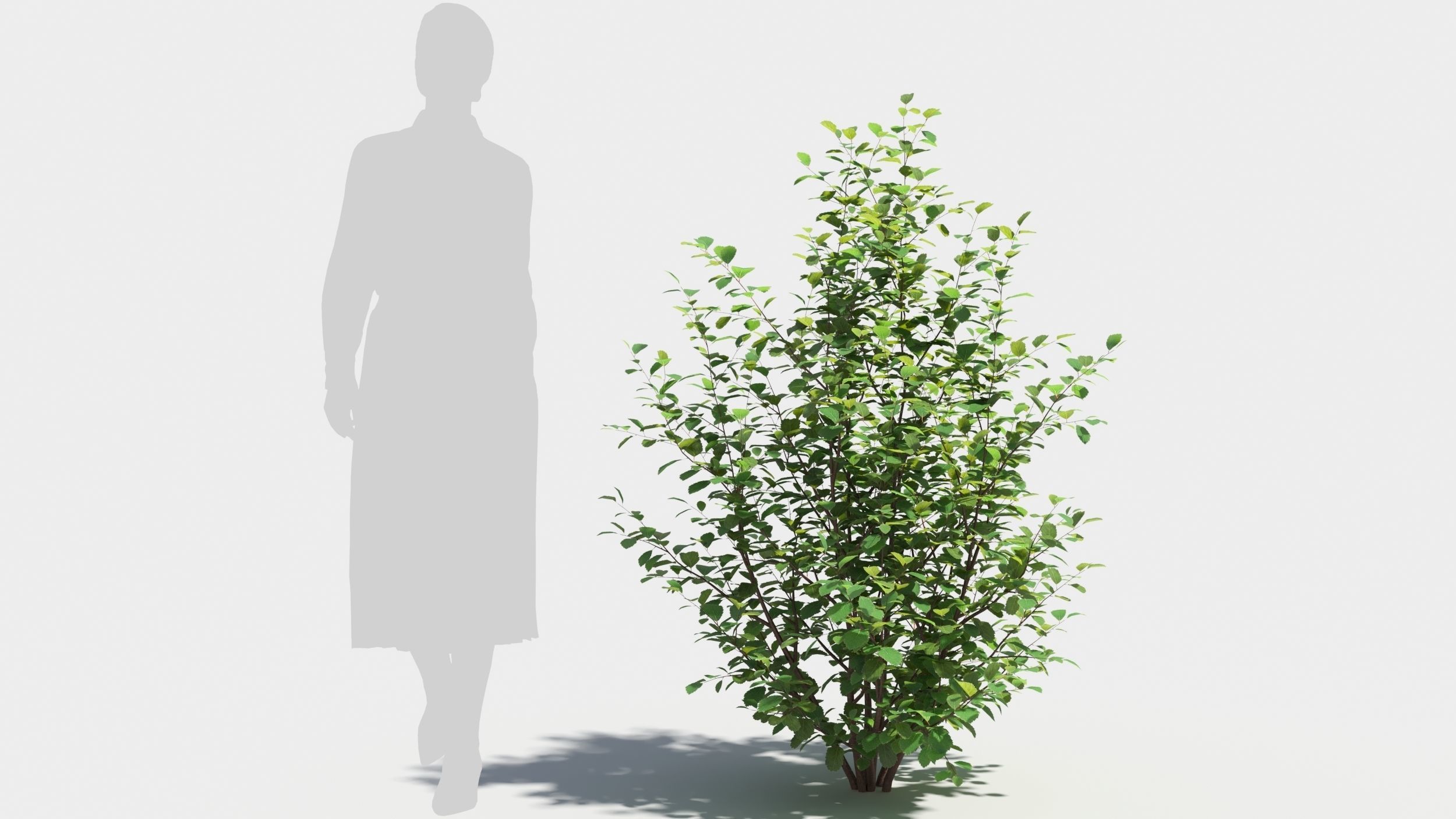 Betula pumila tree 3D model_5