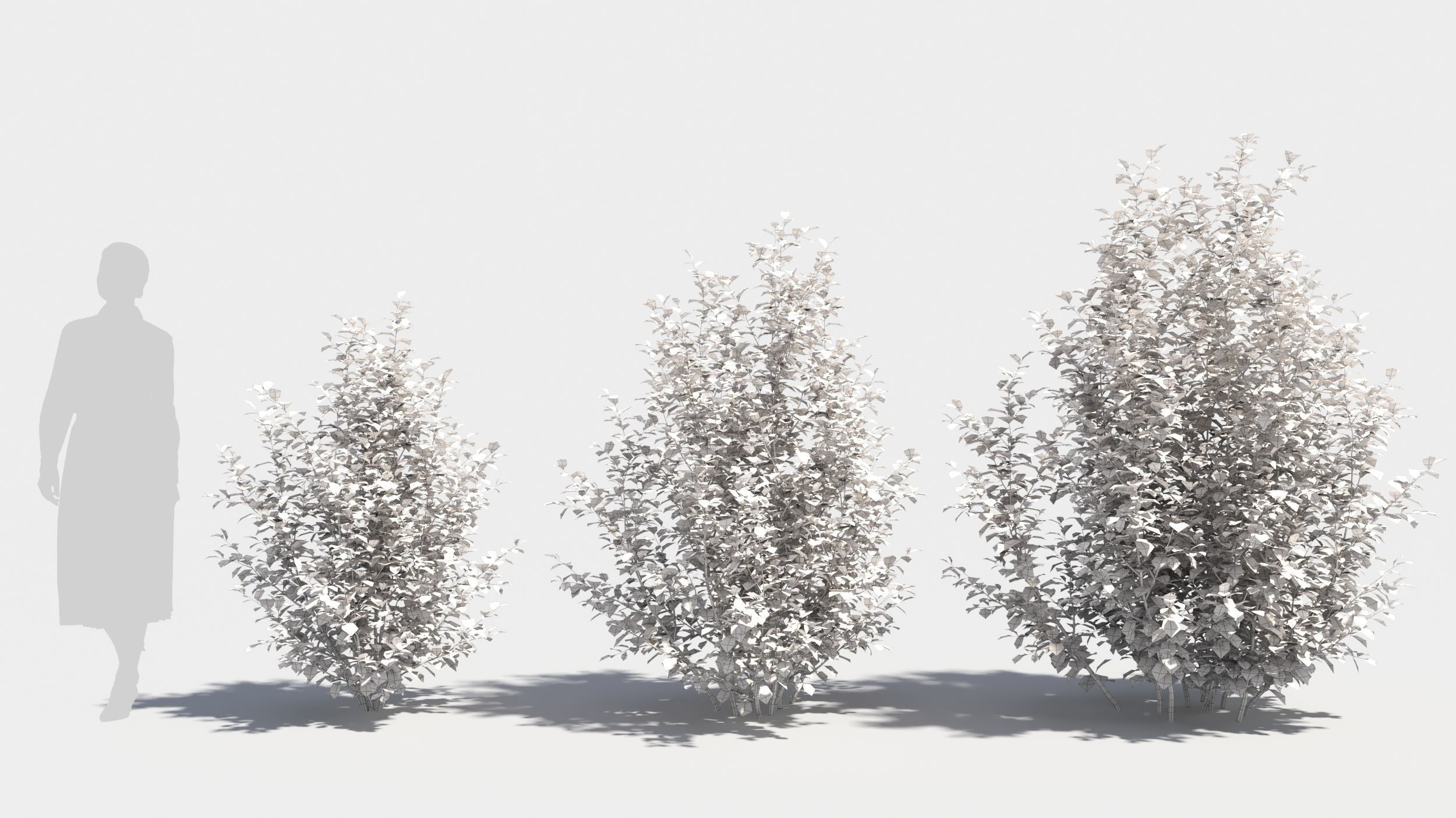 Betula pumila tree 3D model_8