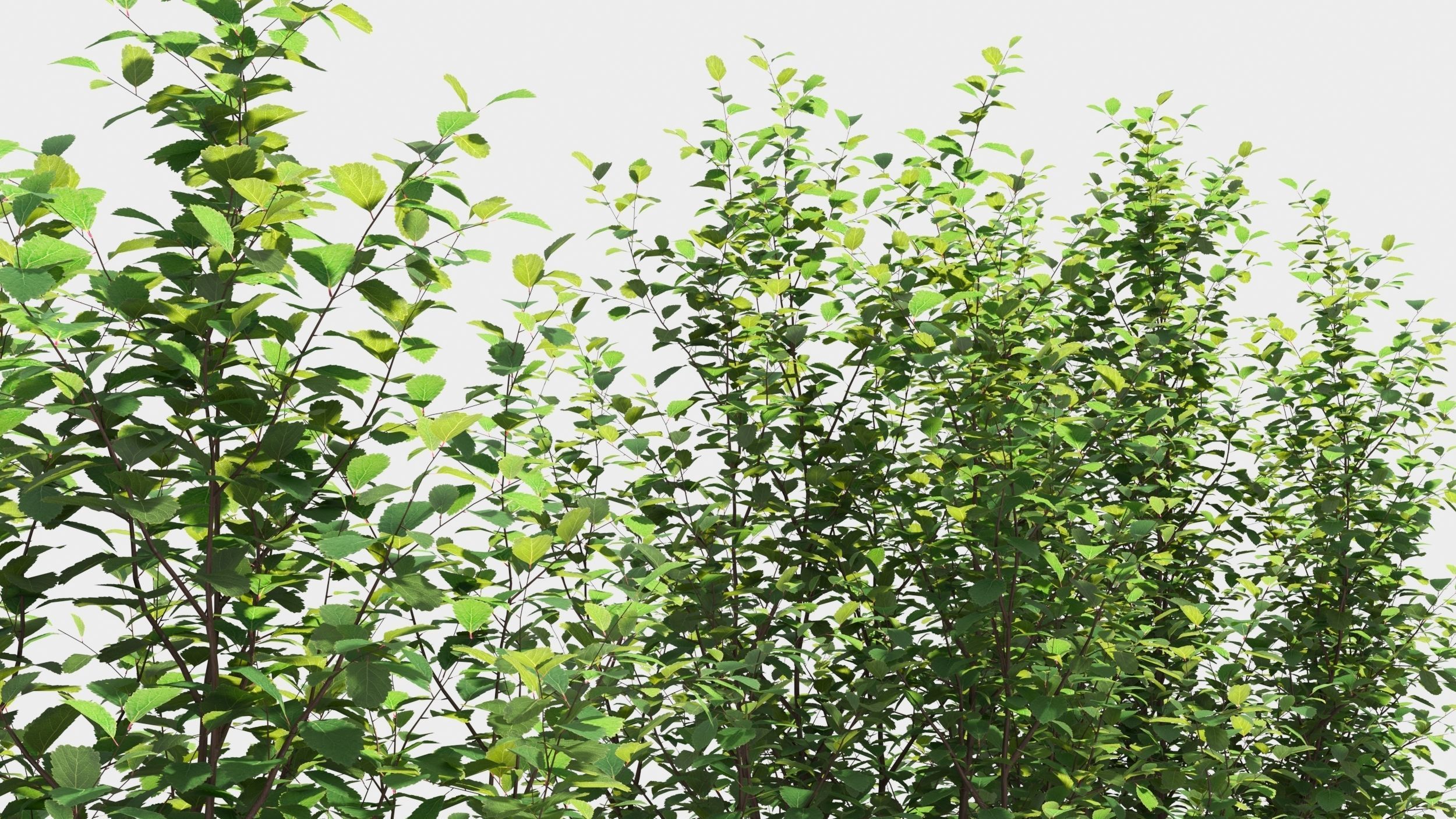 Betula pumila tree 3D model_4