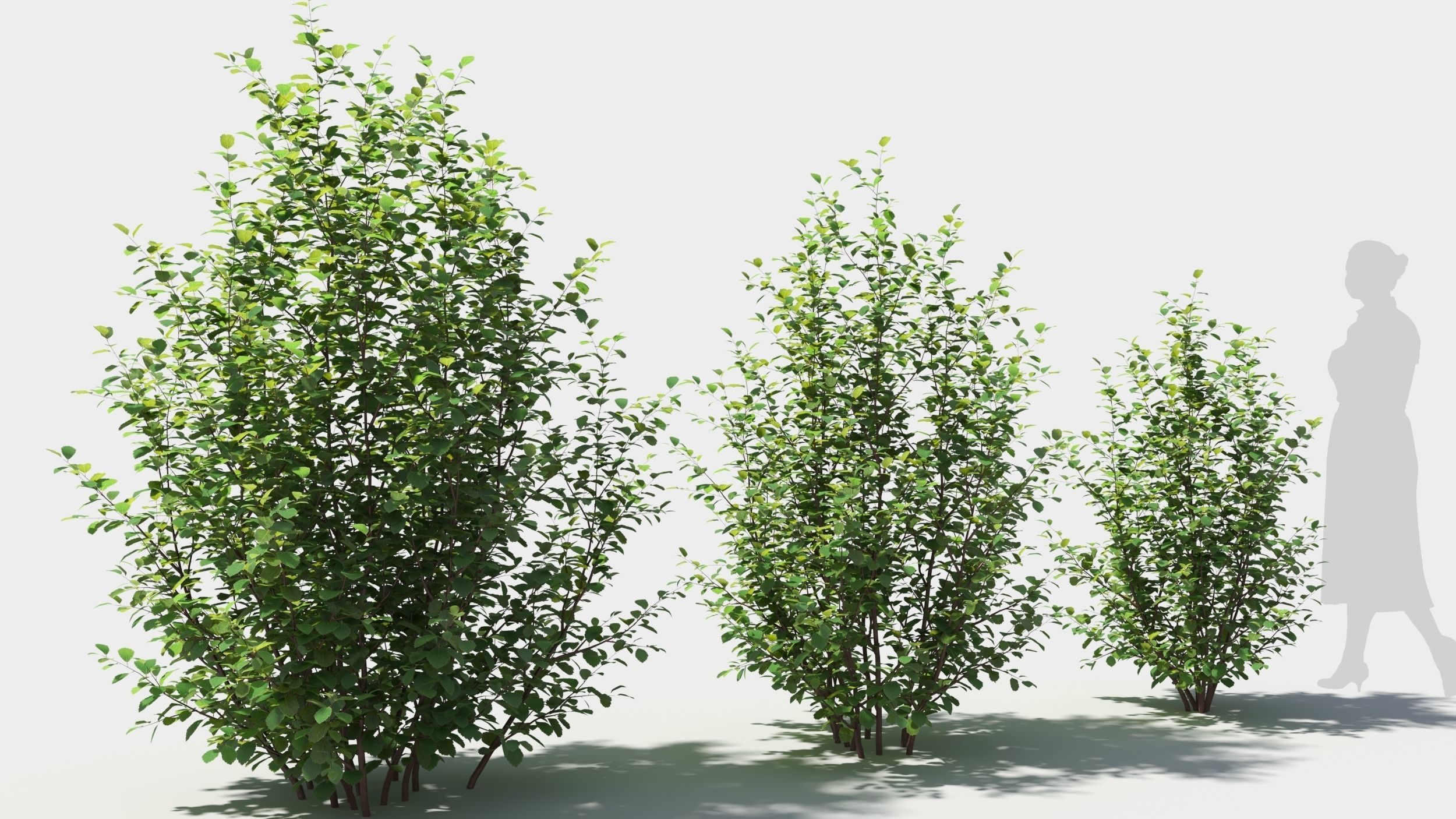 Betula pumila tree 3D model_3