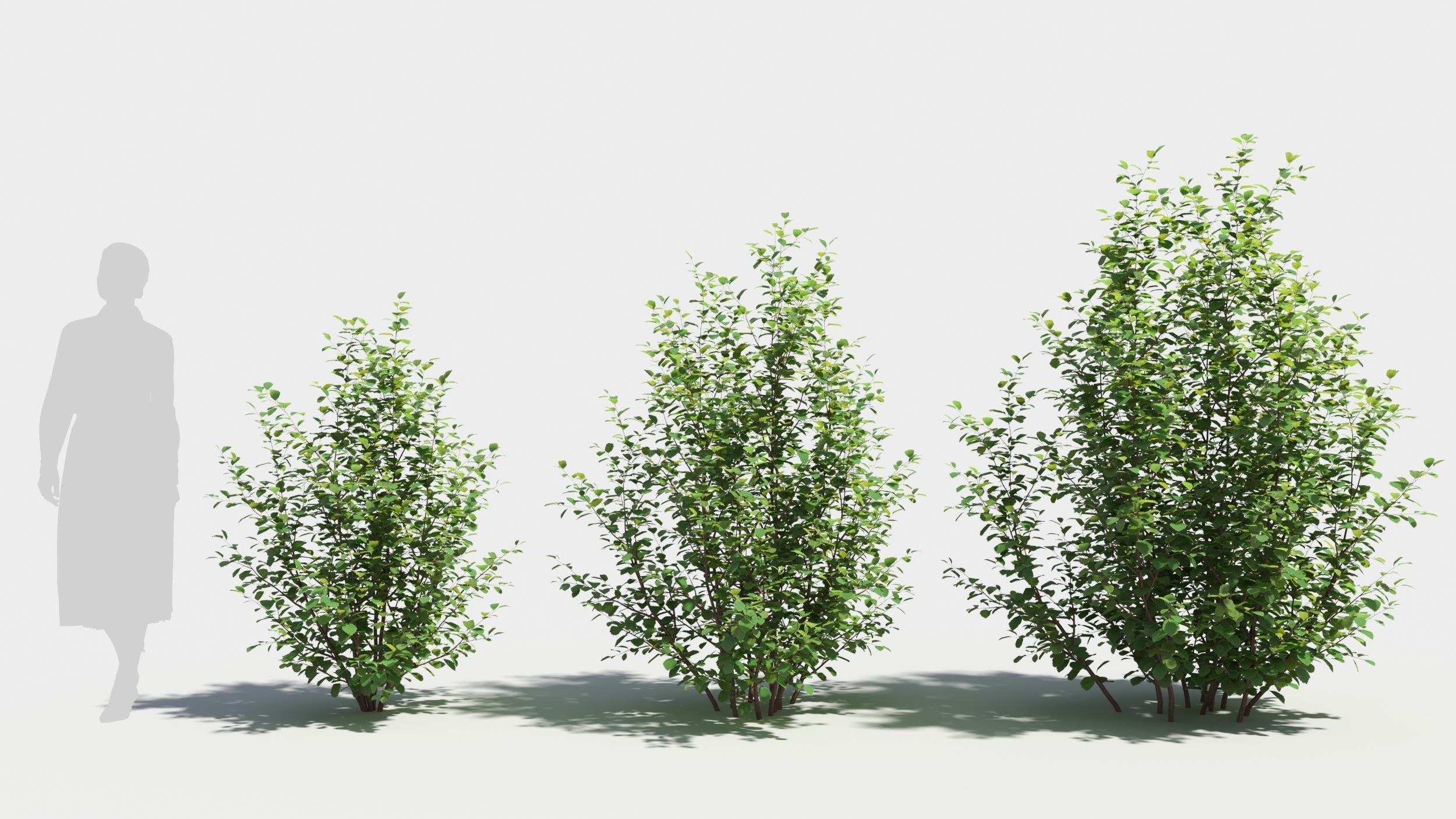 Betula pumila tree 3D model_1