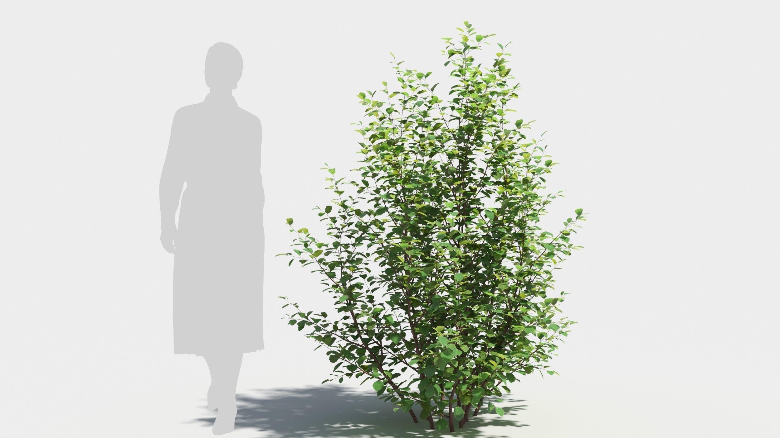 Betula pumila tree 3D model_6
