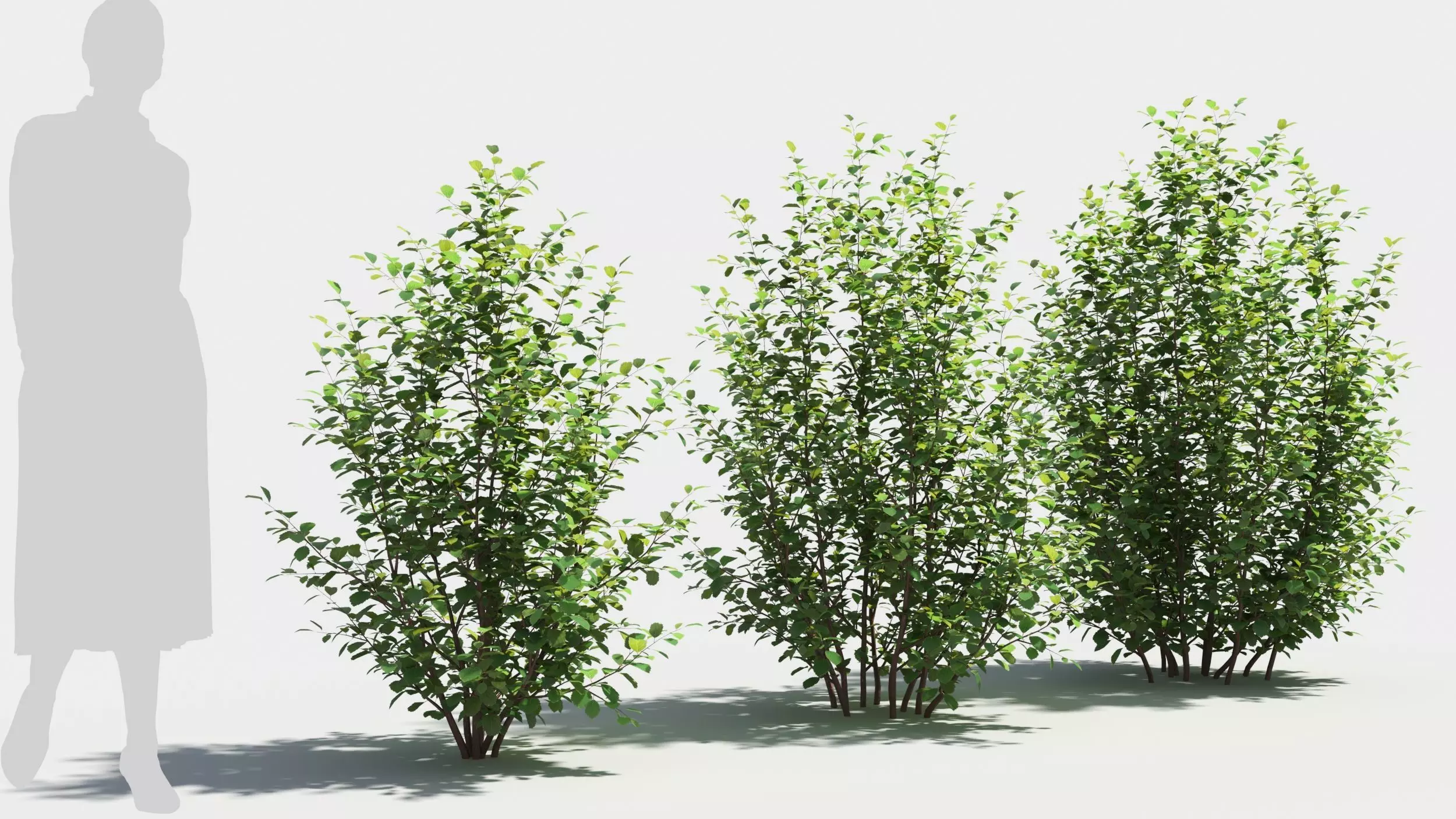 Betula pumila tree 3D model_0