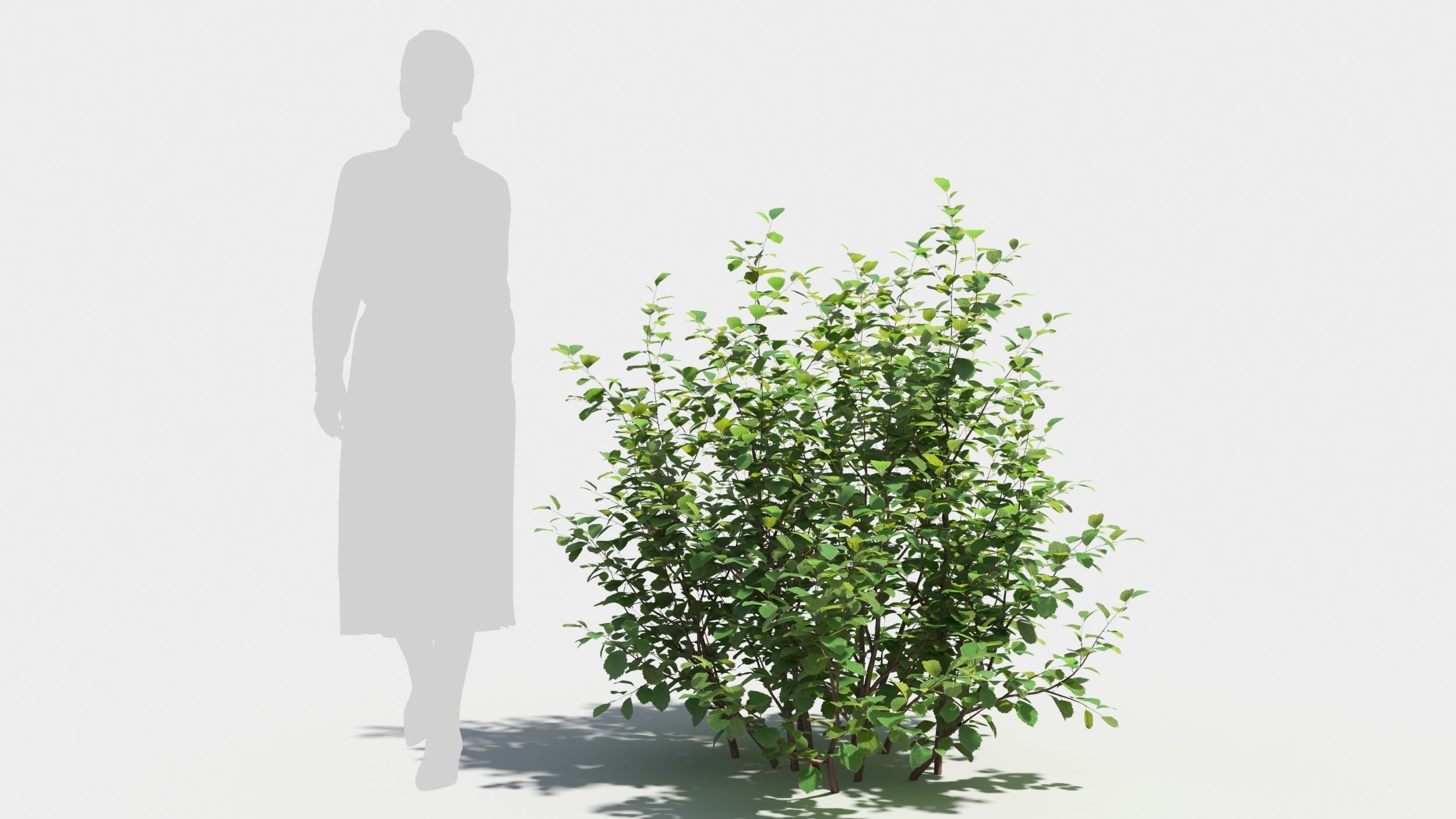 Betula pumila tree 3D model_5