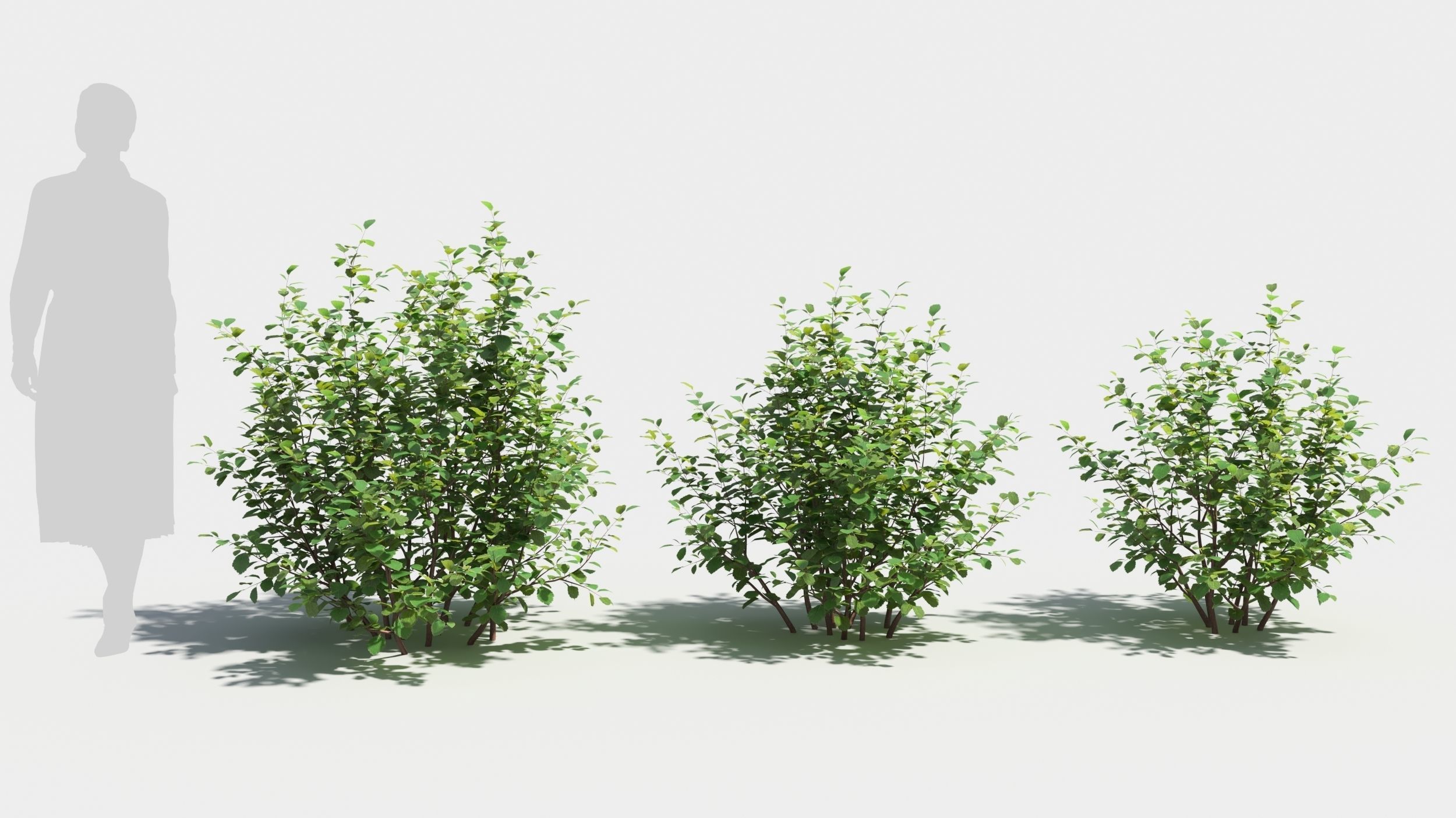 Betula pumila tree 3D model_1