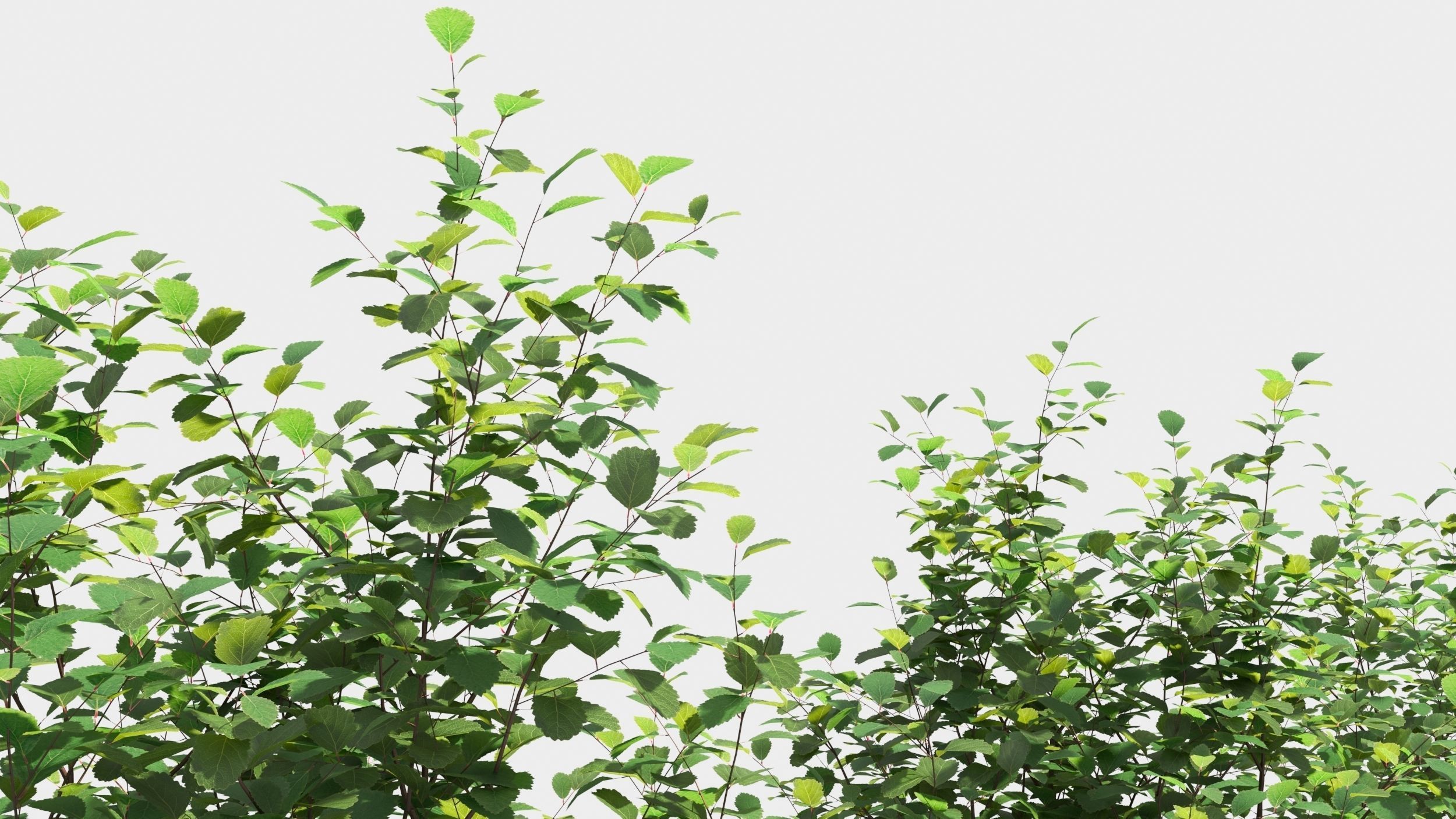 Betula pumila tree 3D model_4