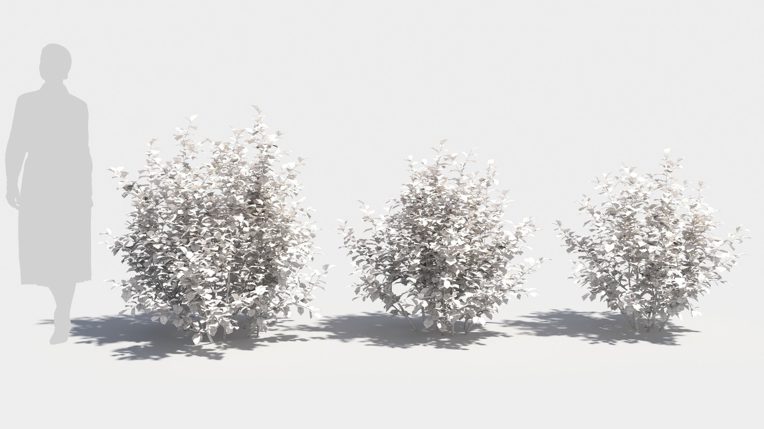 Betula pumila tree 3D model_8