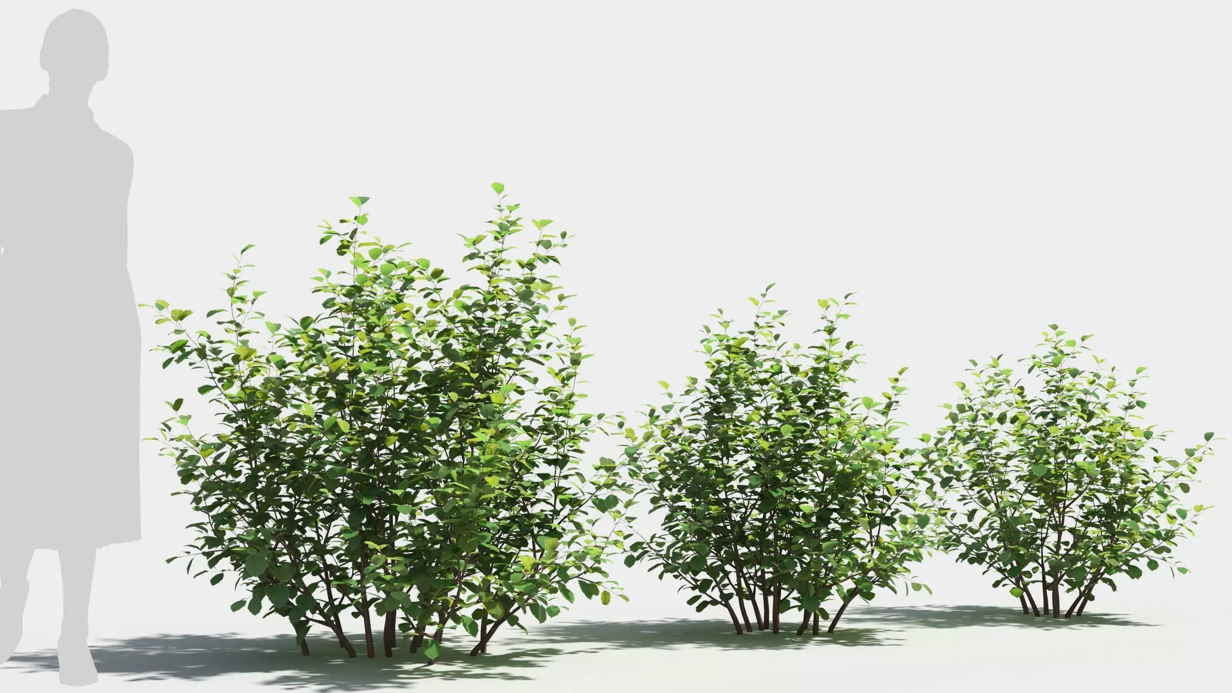 Betula pumila tree 3D model_0