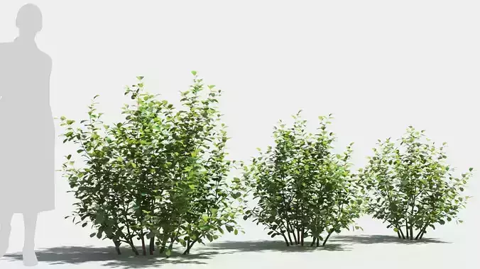 Betula pumila tree 3D model