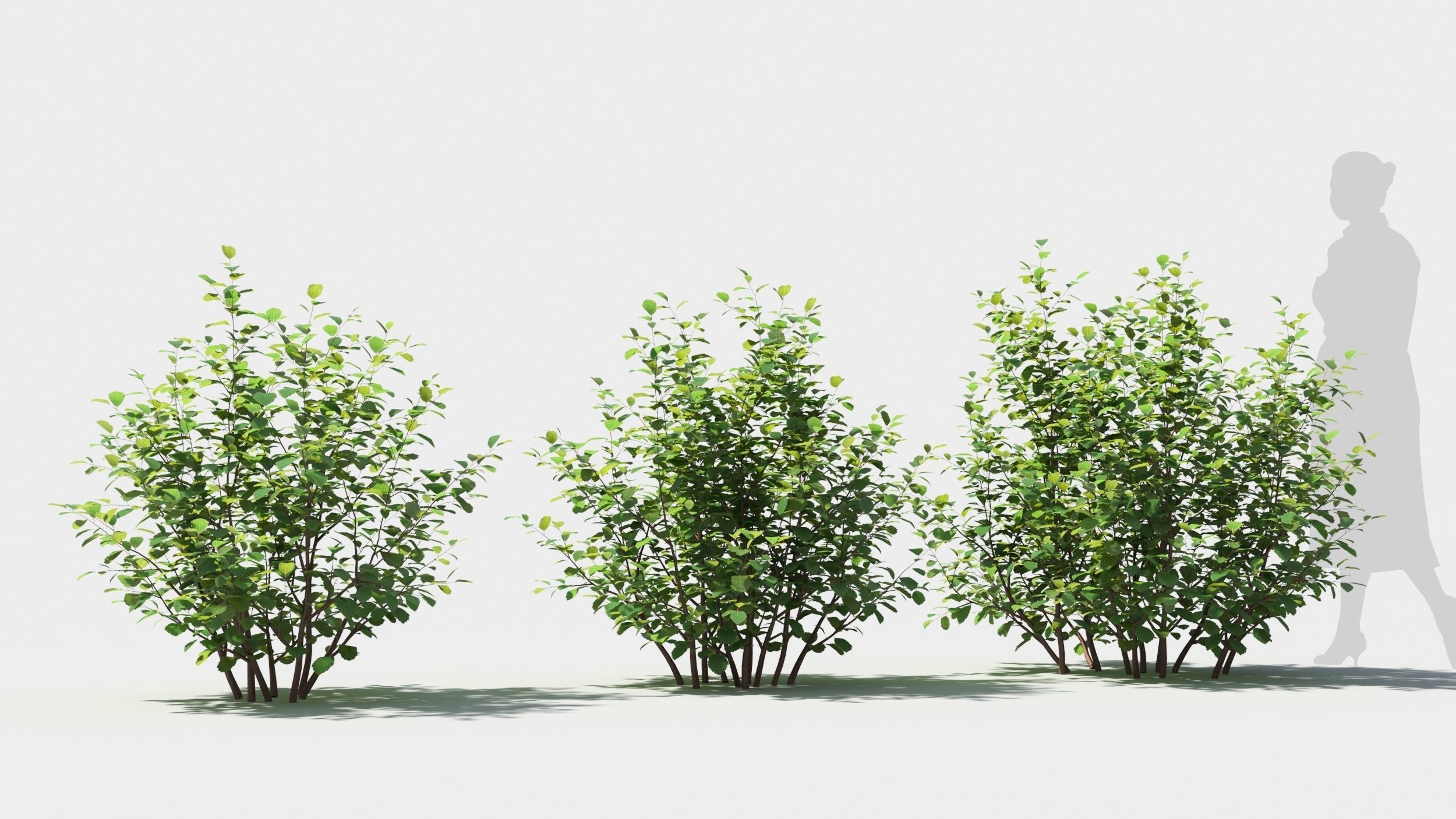 Betula pumila tree 3D model_3