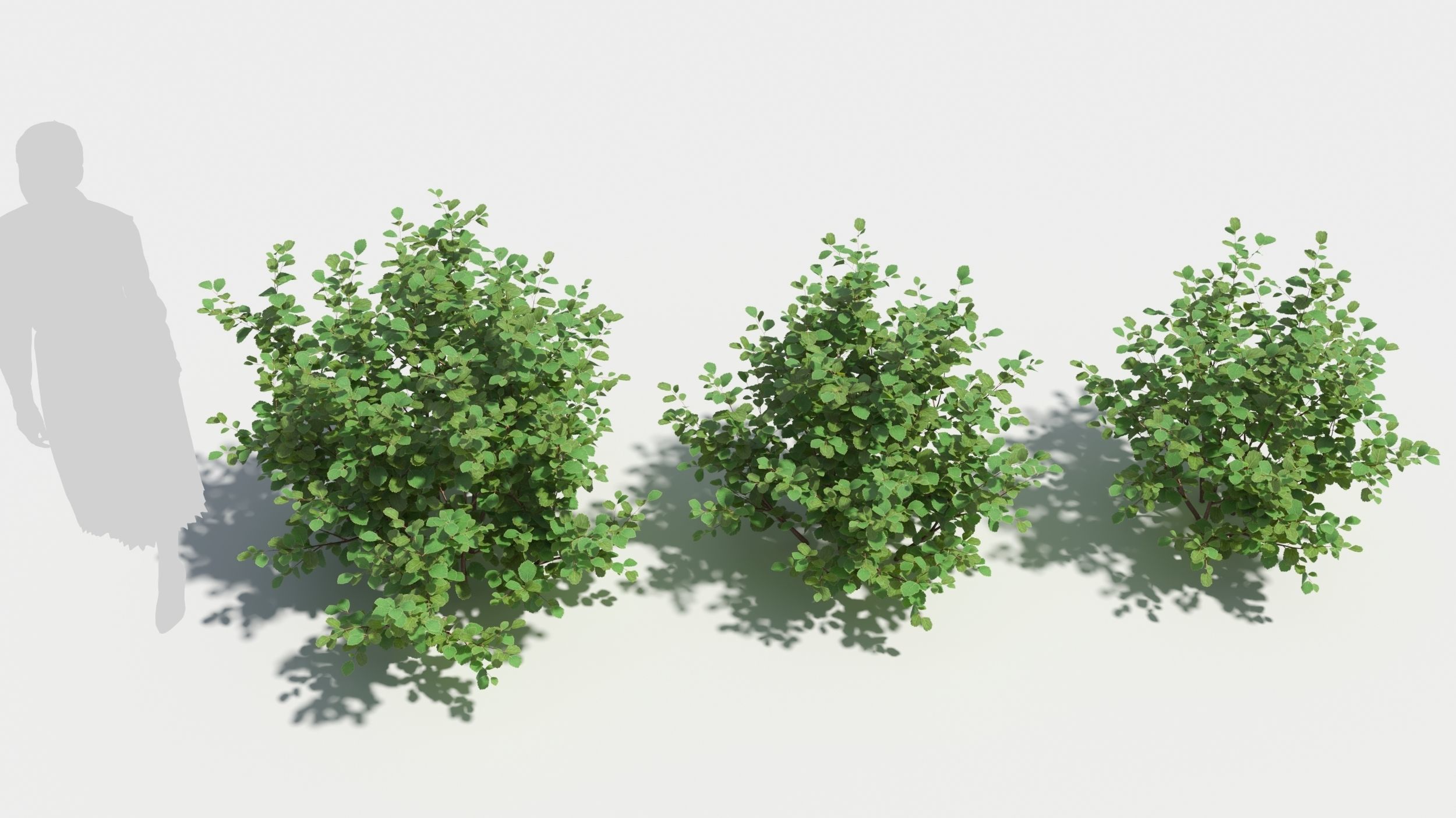 Betula pumila tree 3D model_2