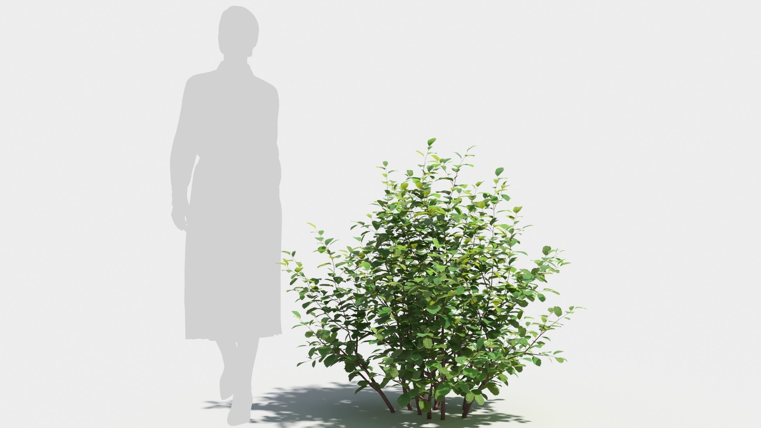 Betula pumila tree 3D model_6