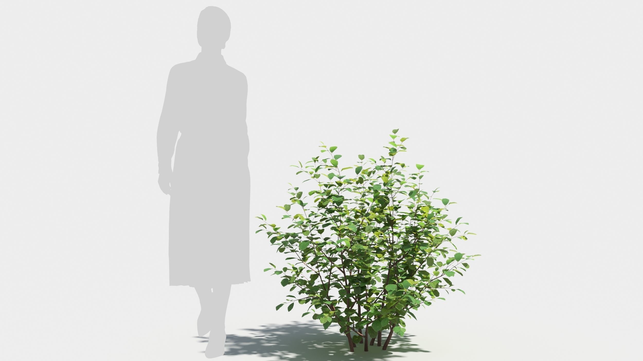 Betula pumila tree 3D model_7