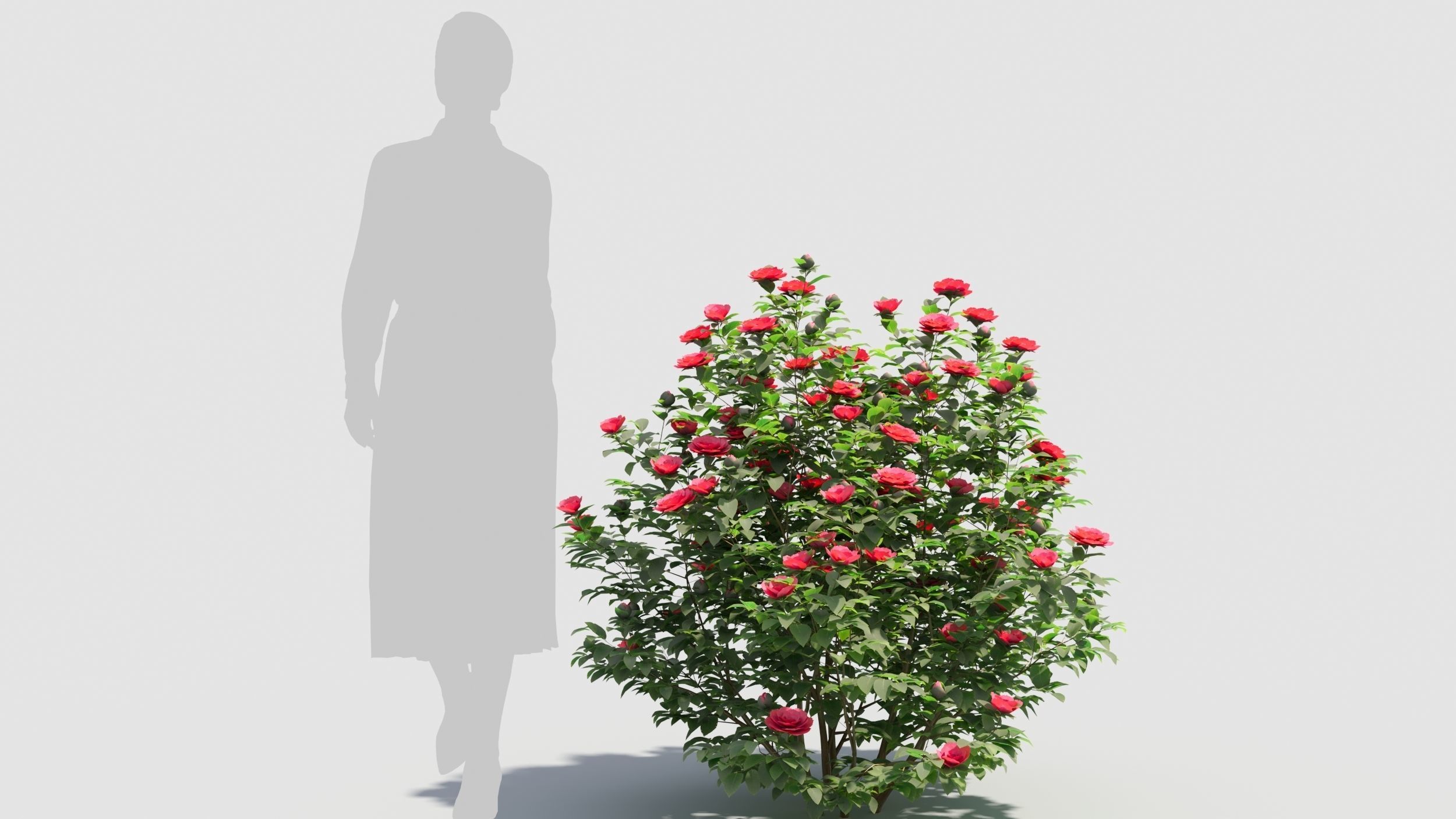 Camellia sasanqua 3D model_7