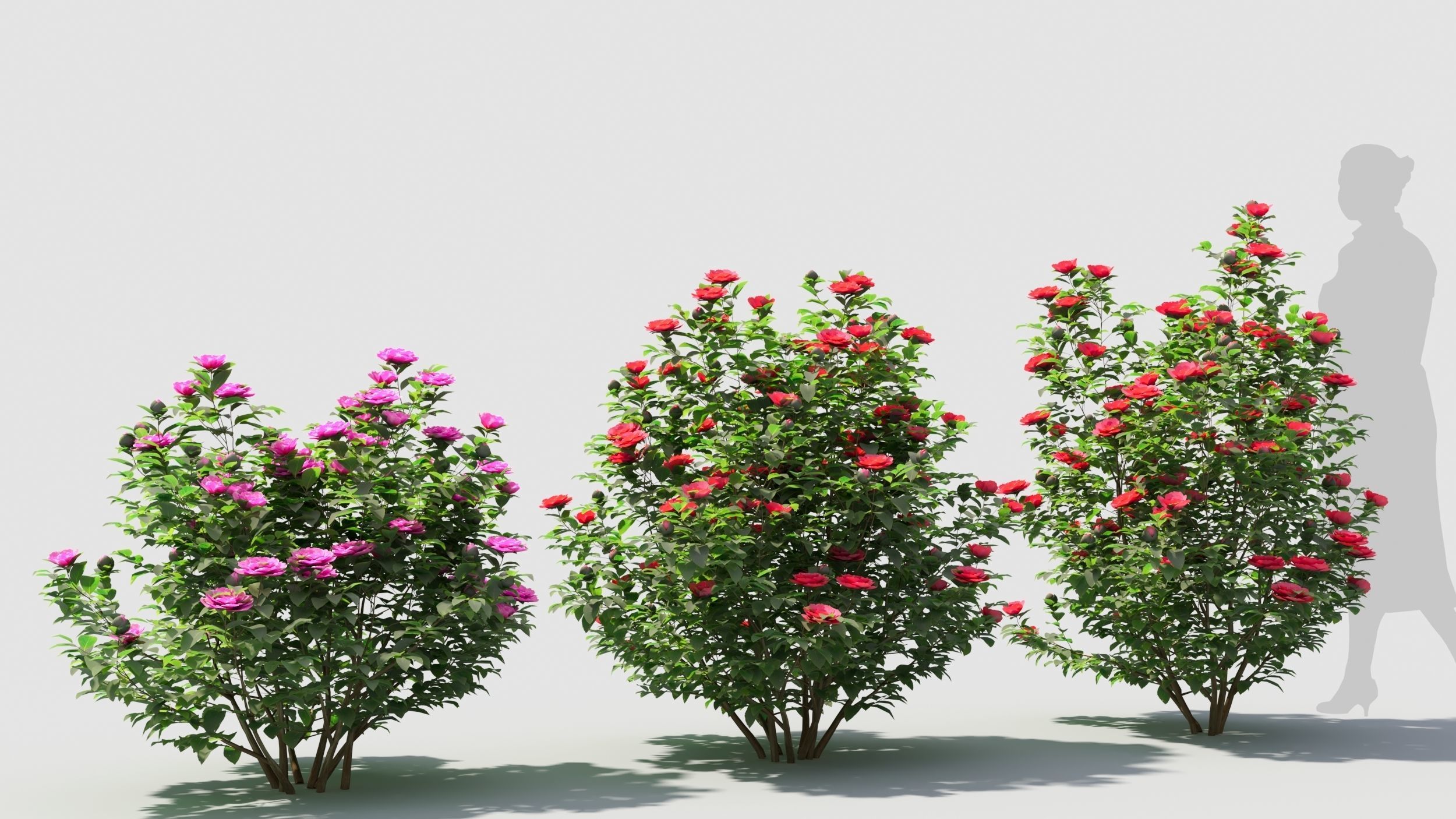 Camellia sasanqua 3D model_4