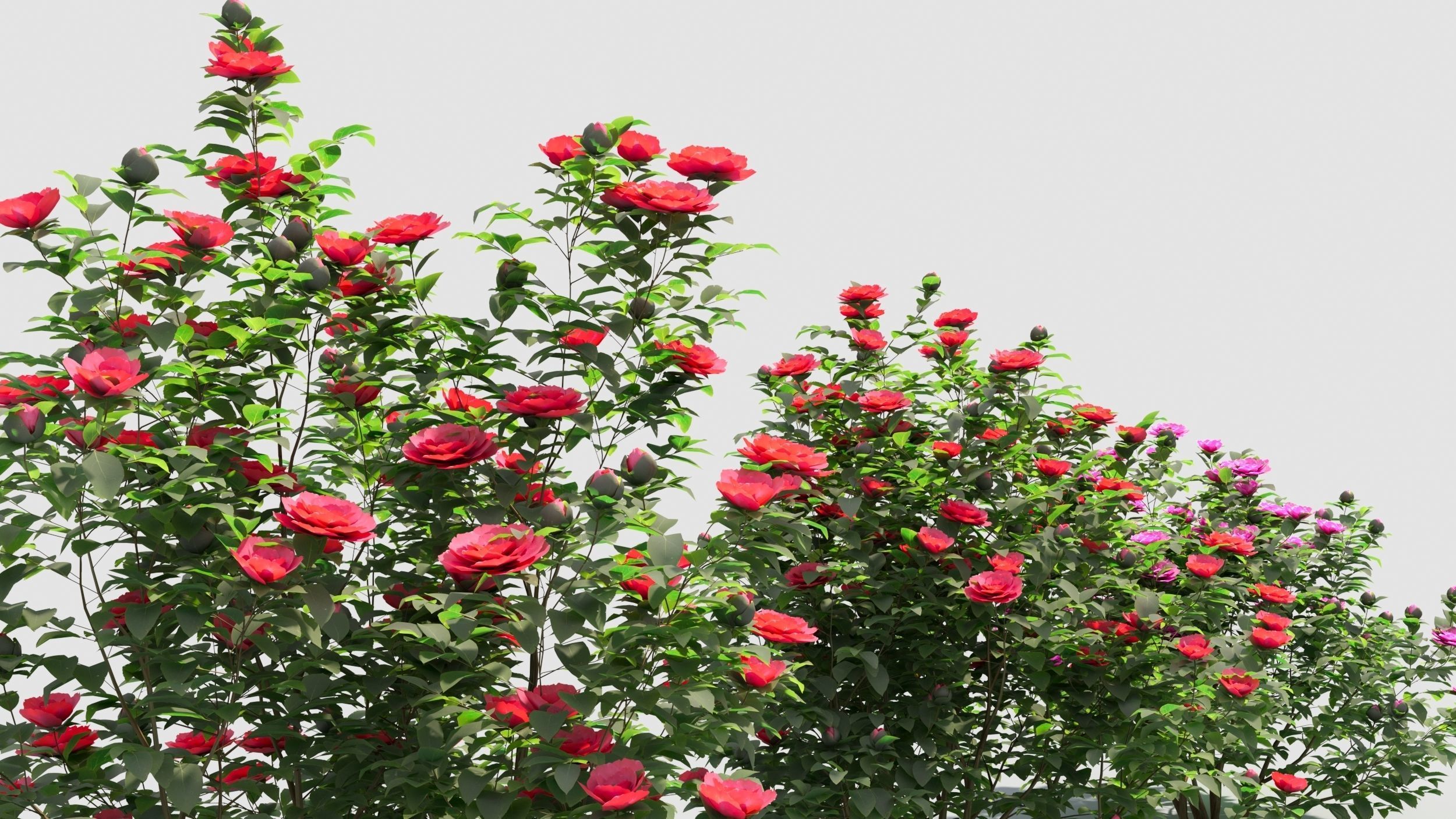 Camellia sasanqua 3D model_5