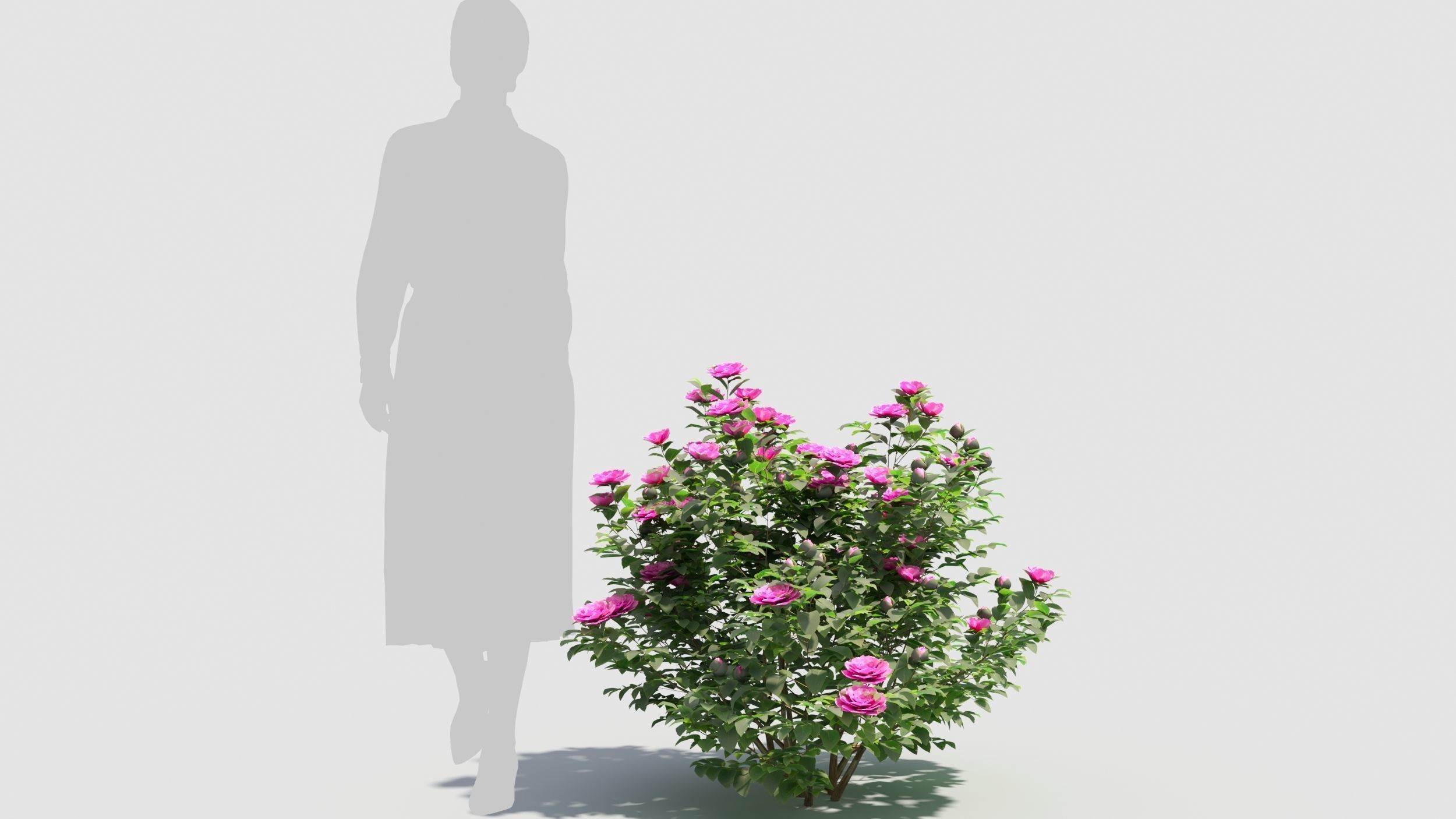 Camellia sasanqua 3D model_8